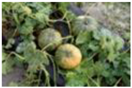 Horticulturae 09 00409 i011