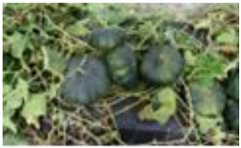 Horticulturae 09 00409 i013