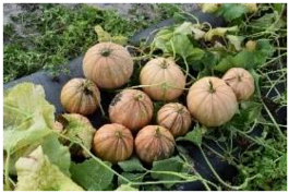 Horticulturae 09 00409 i015