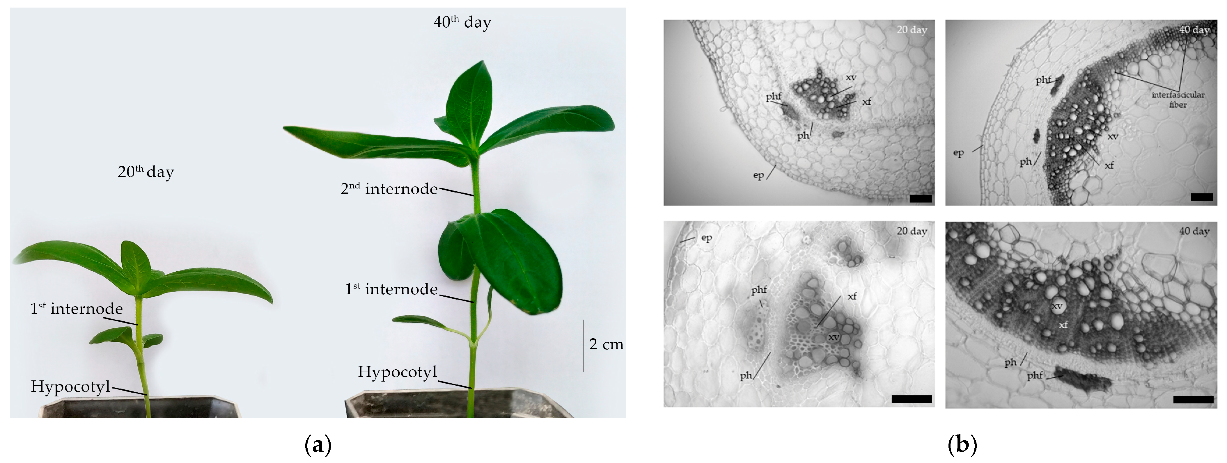 Horticulturae 09 00410 g001a