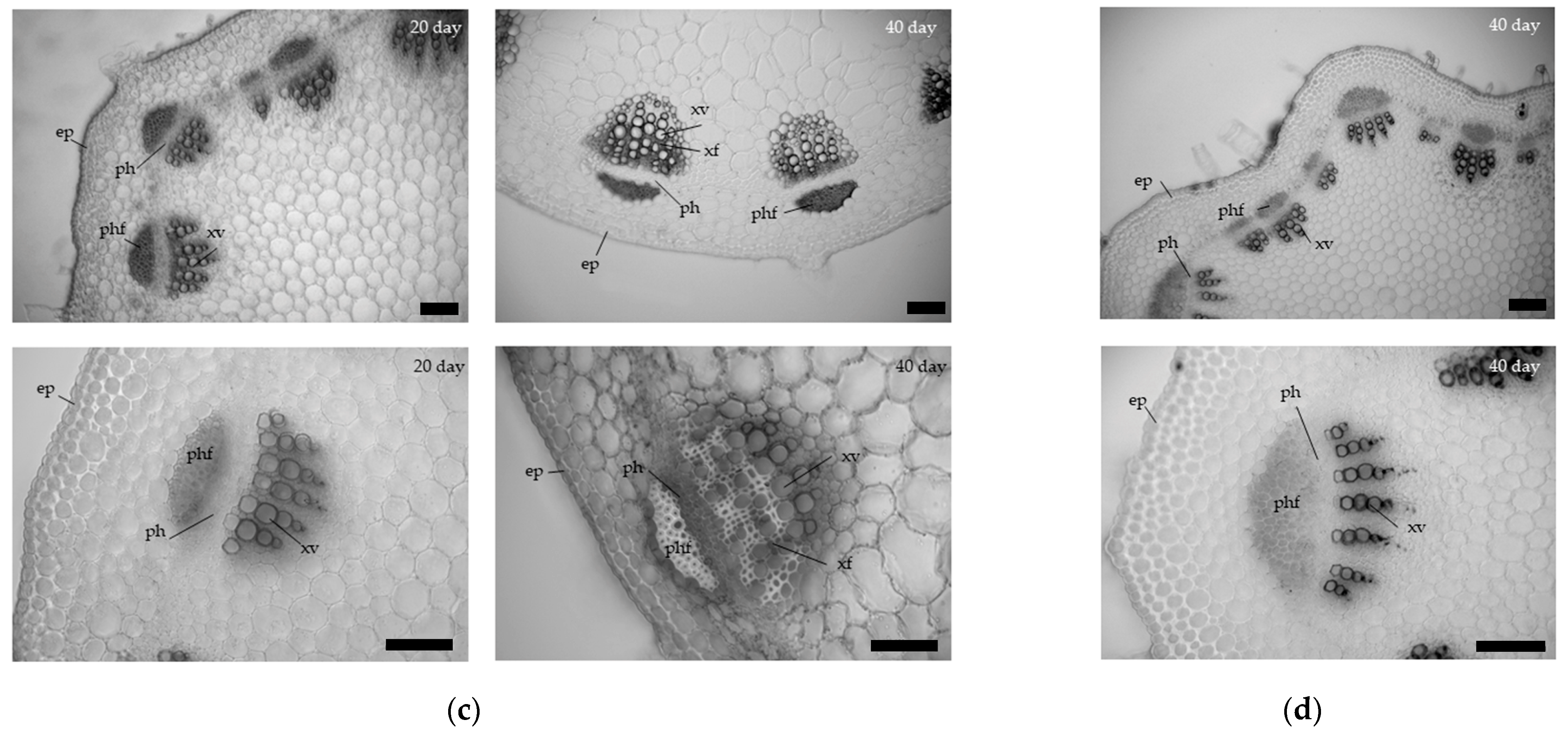 Horticulturae 09 00410 g001b