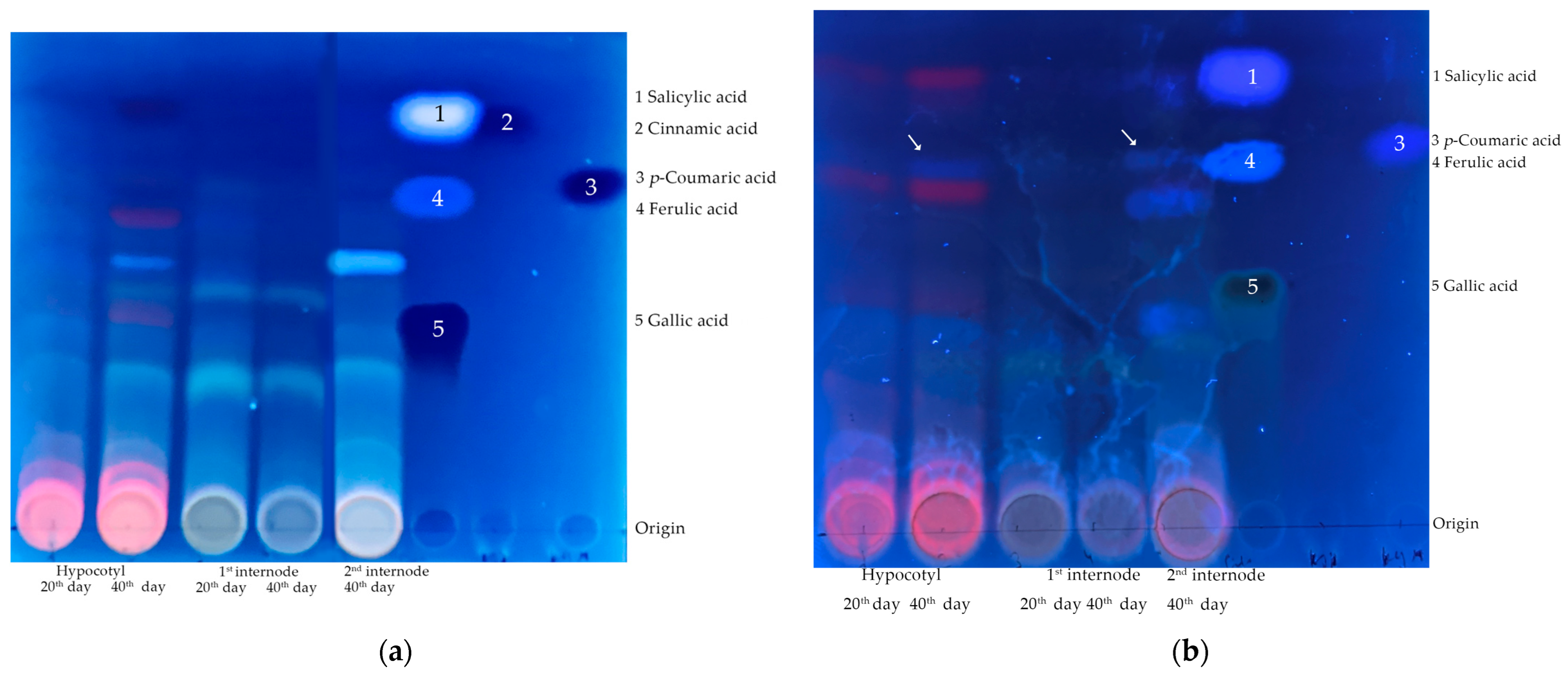 Horticulturae 09 00410 g002