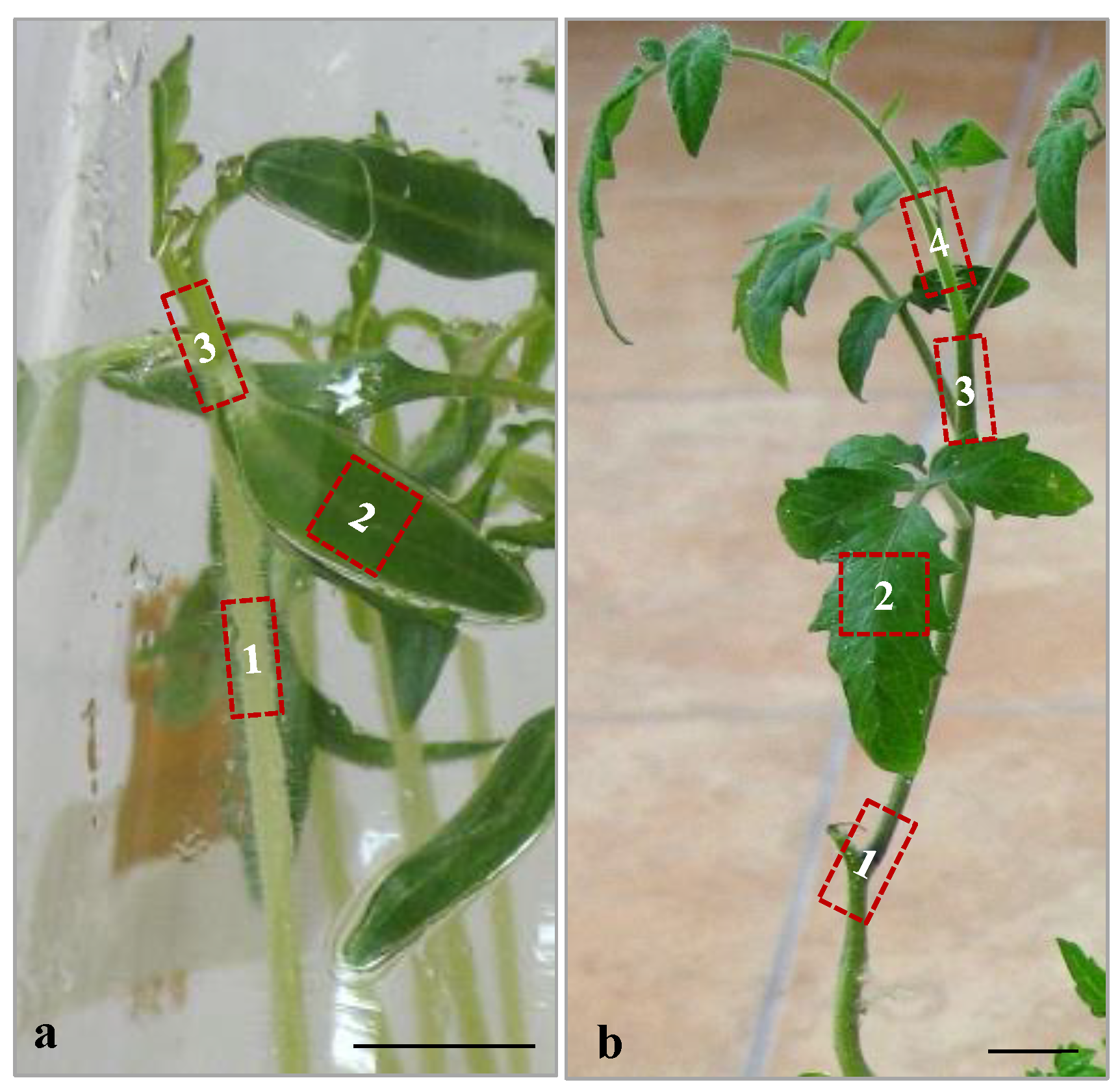 Horticulturae 09 00411 g003 Horticulturae 09 00411 g003