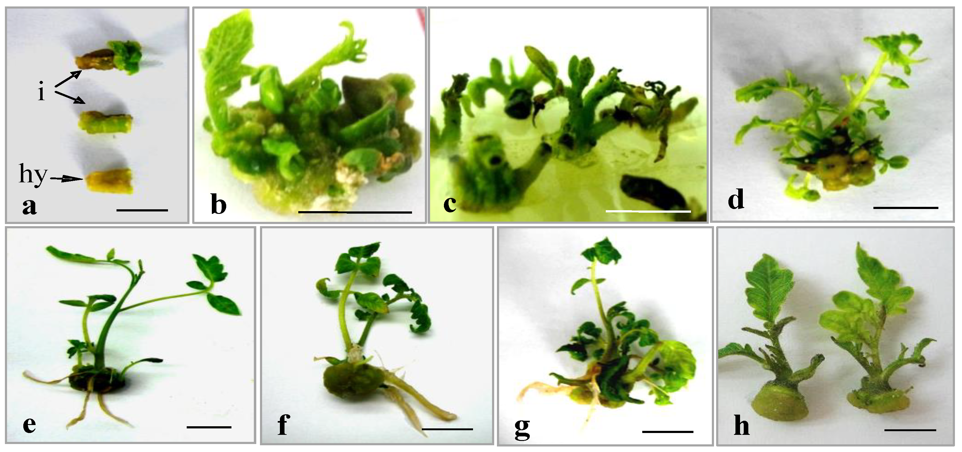 Horticulturae 09 00411 g004 Horticulturae 09 00411 g004