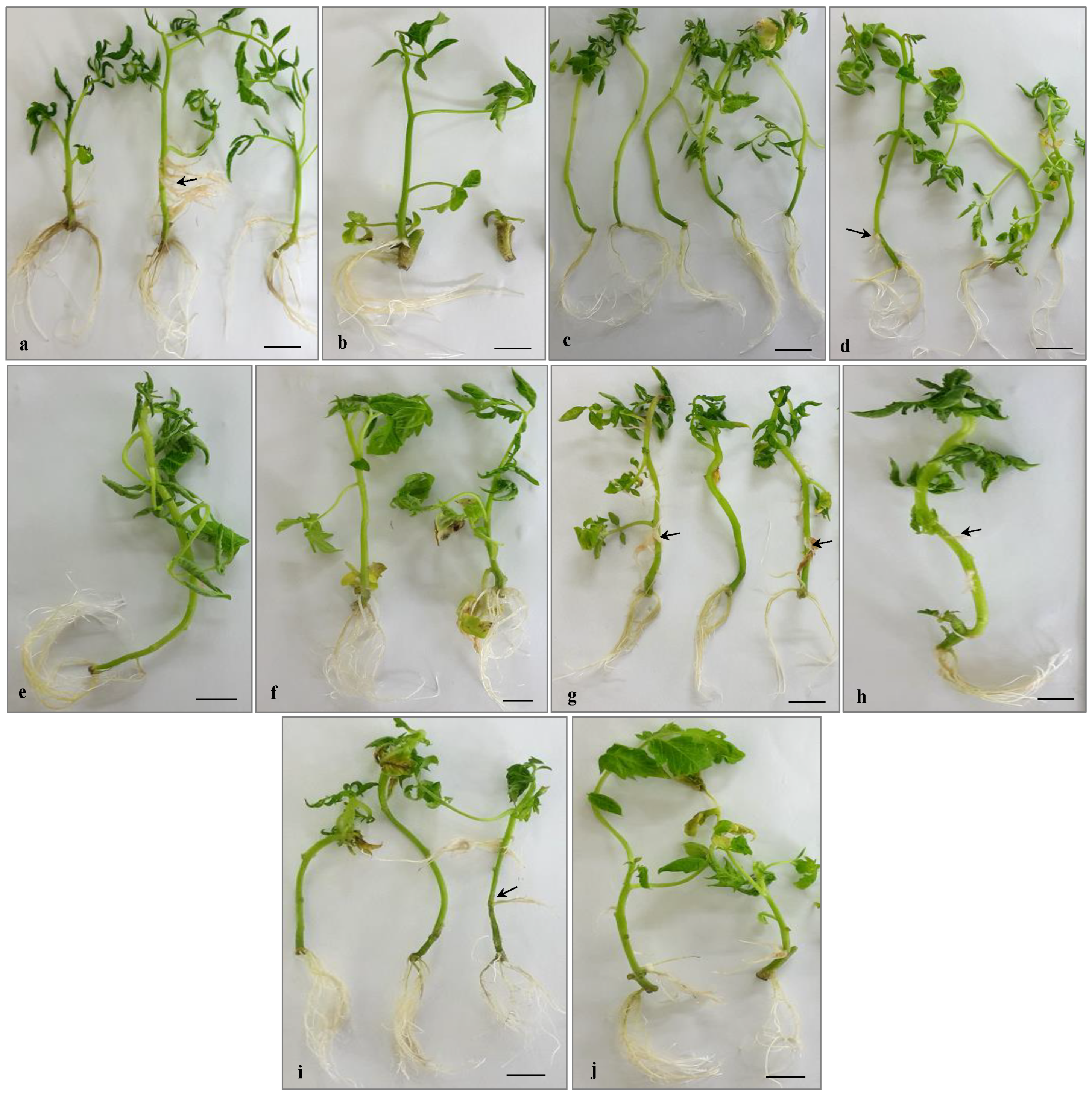 Horticulturae 09 00411 g005 Horticulturae 09 00411 g005