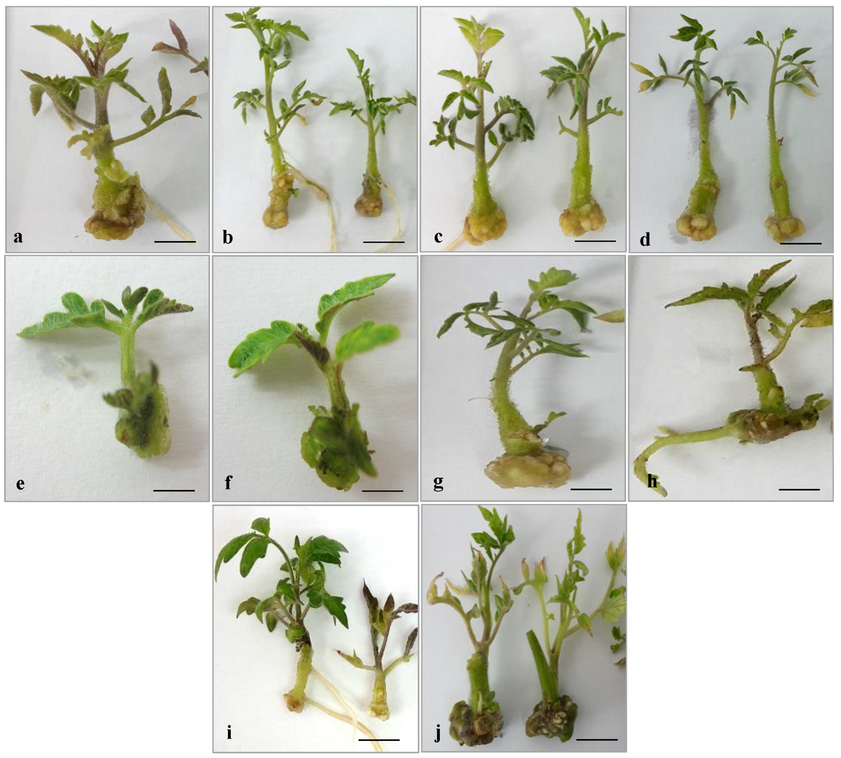 Horticulturae 09 00411 g006 Horticulturae 09 00411 g006
