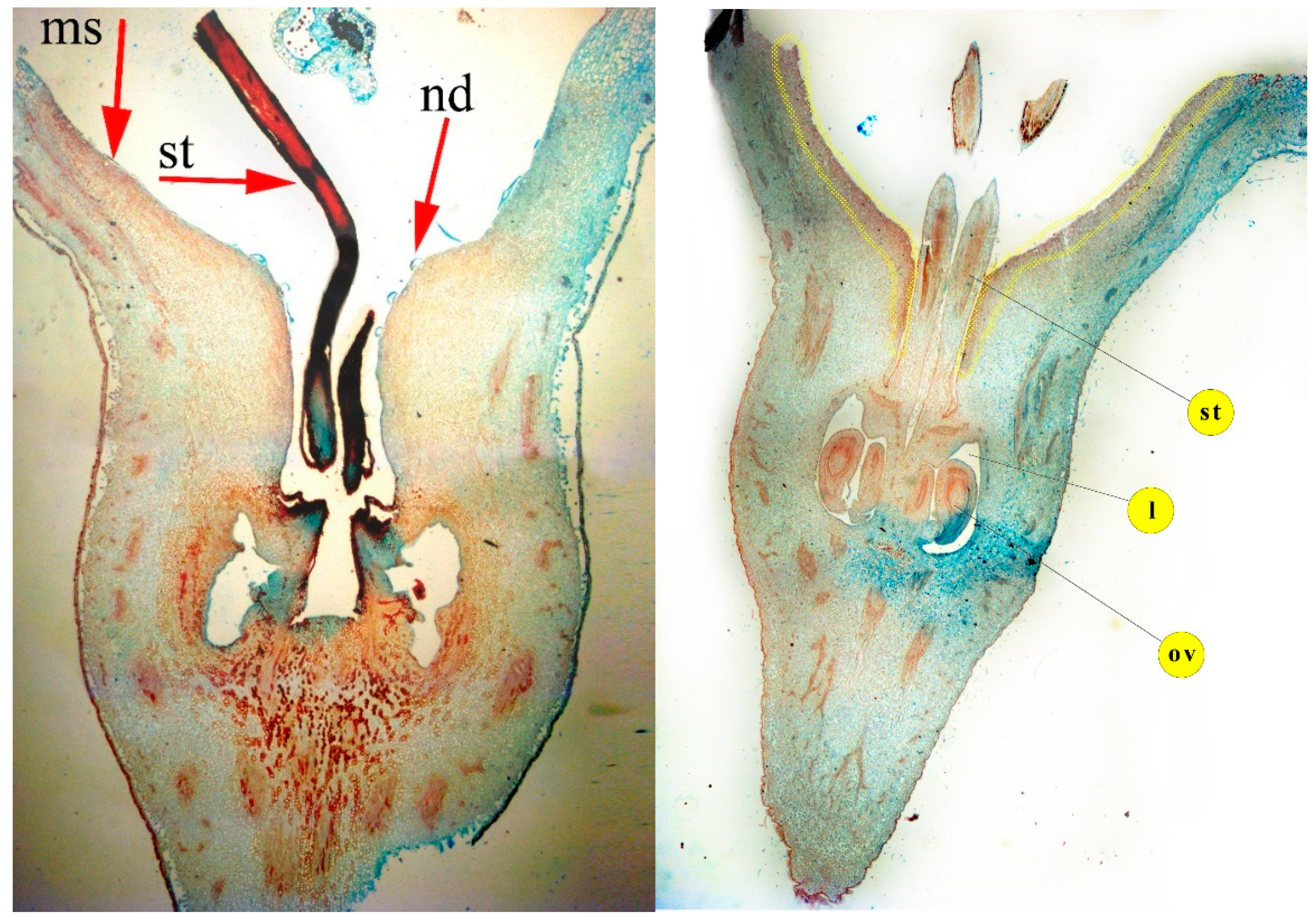 Horticulturae 09 00424 g002