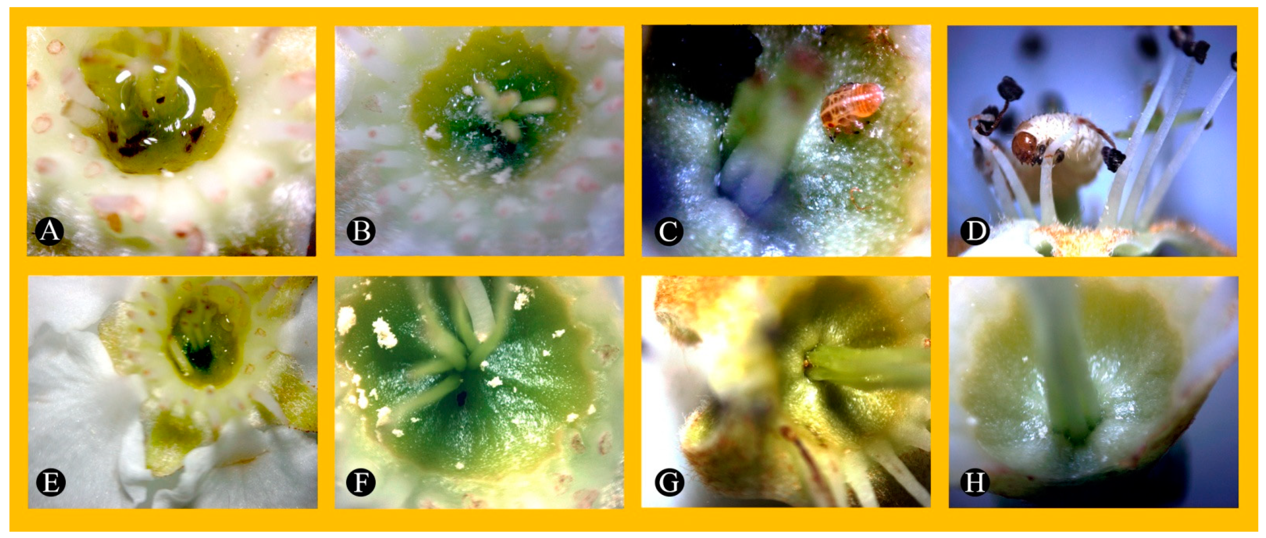 Horticulturae 09 00424 g003