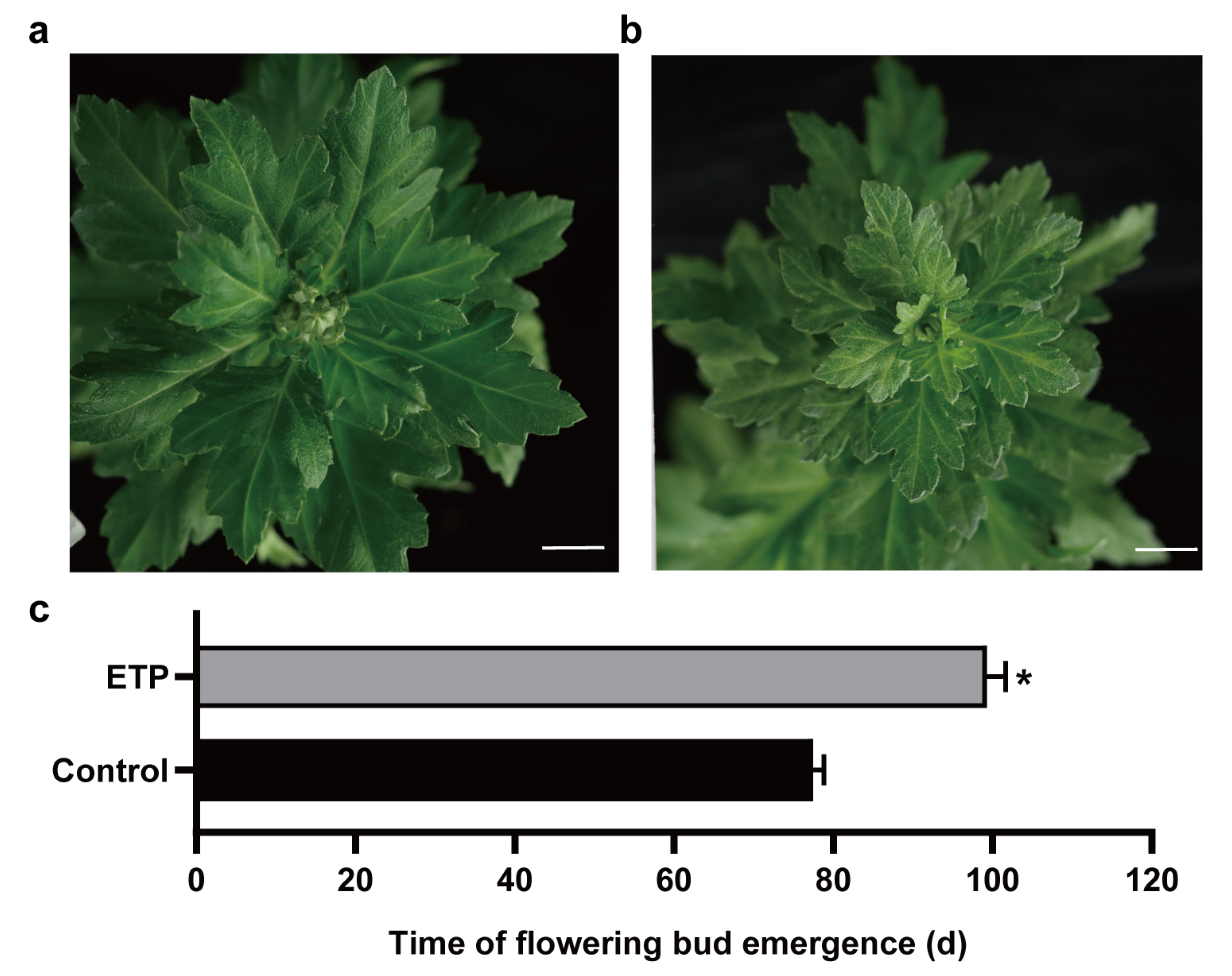 Horticulturae 09 00428 g001 Horticulturae 09 00428 g001