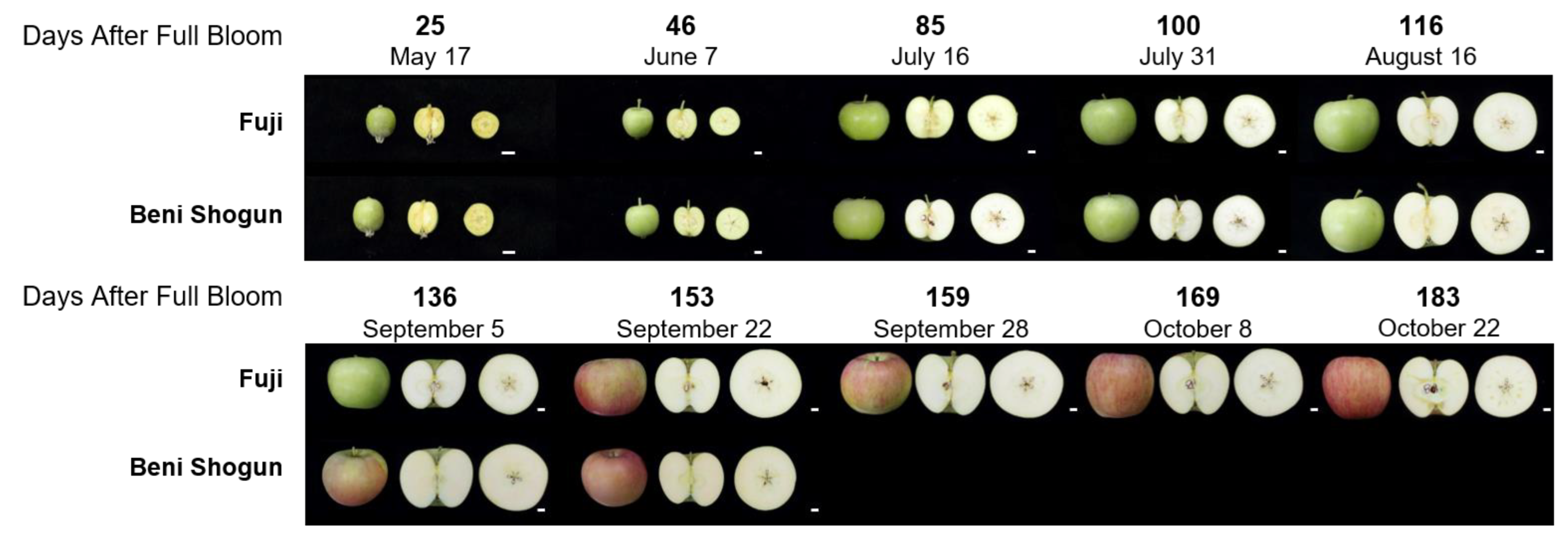 Horticulturae 09 00430 g001 Horticulturae 09 00430 g001