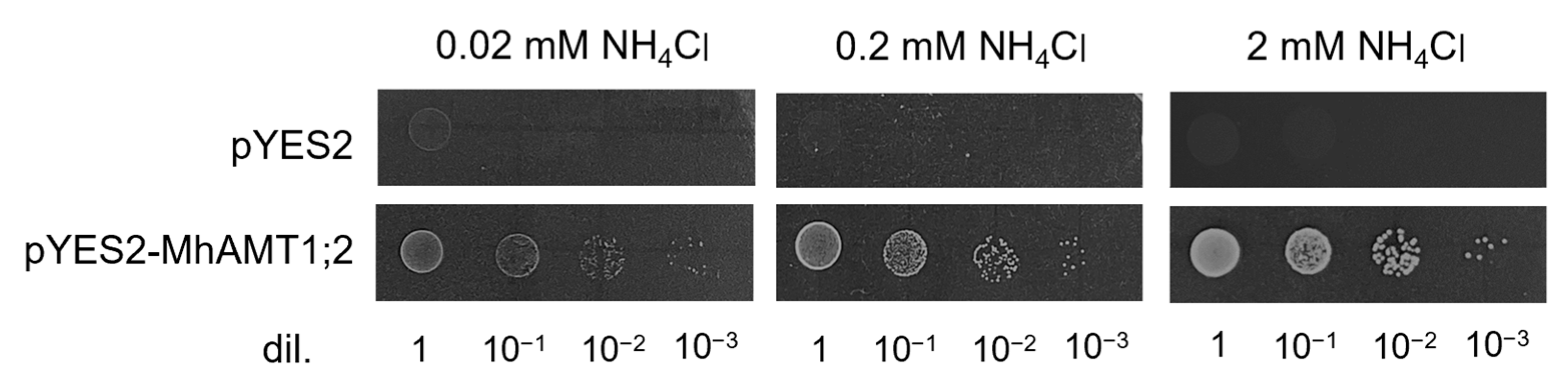 Horticulturae 09 00434 g007 Horticulturae 09 00434 g007