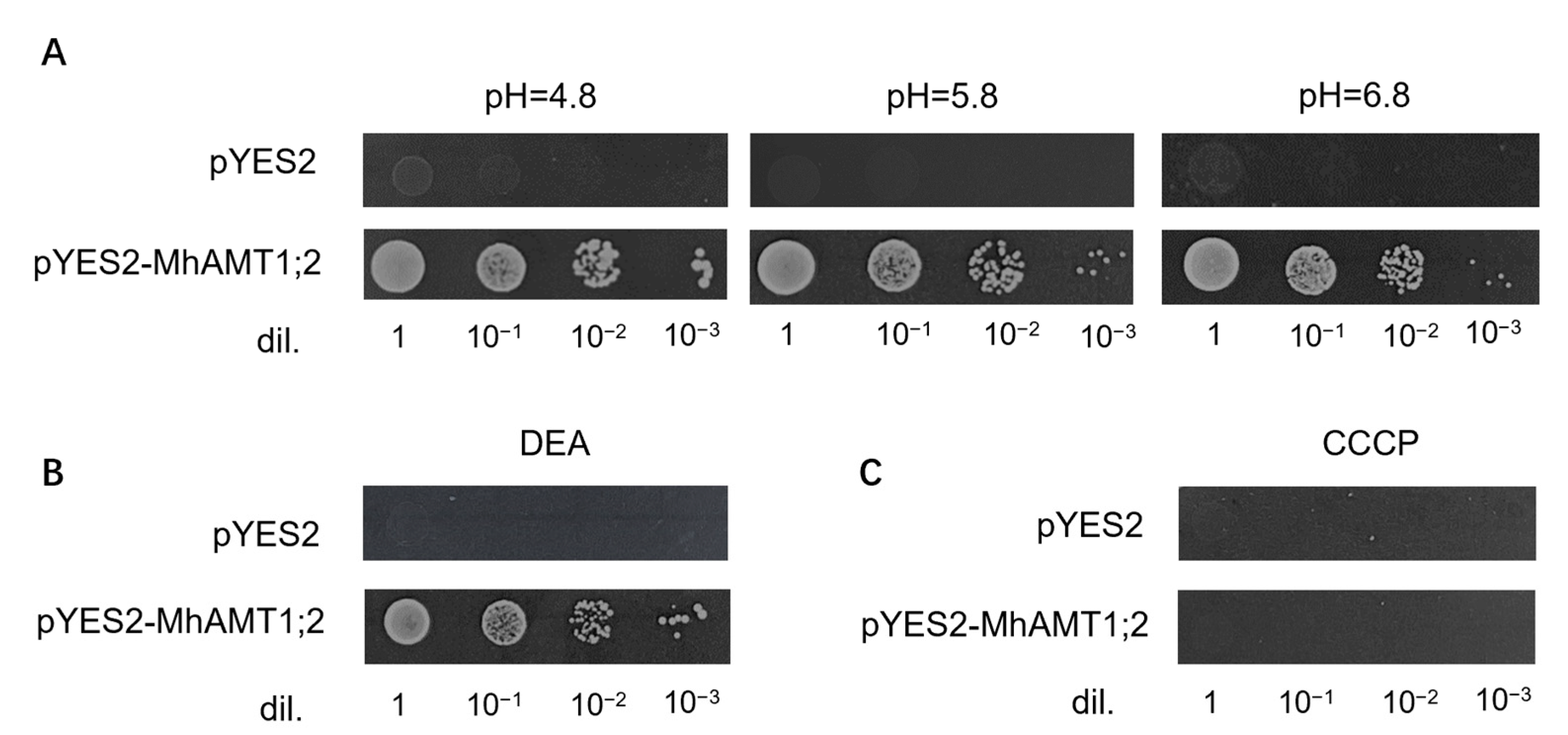 Horticulturae 09 00434 g008 Horticulturae 09 00434 g008