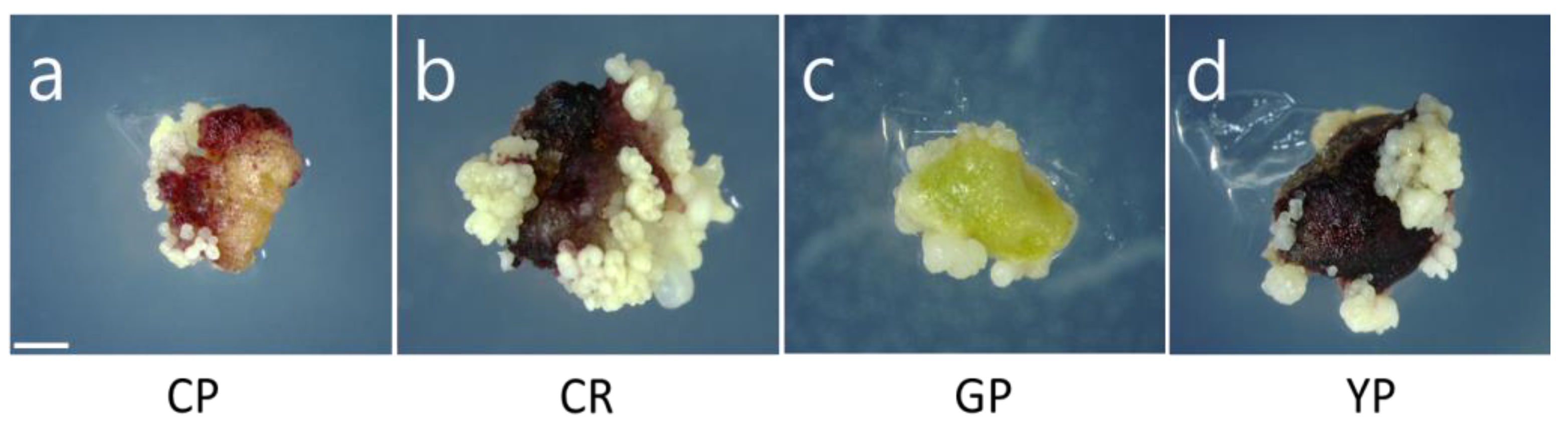 Horticulturae 09 00435 g004
