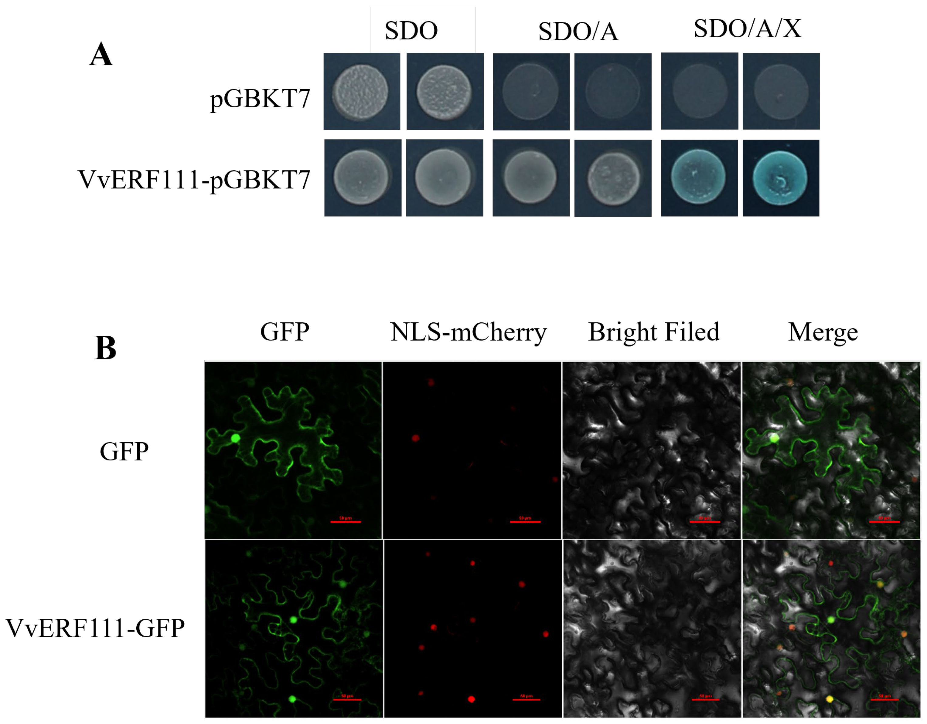 Horticulturae 09 00438 g003 Horticulturae 09 00438 g003