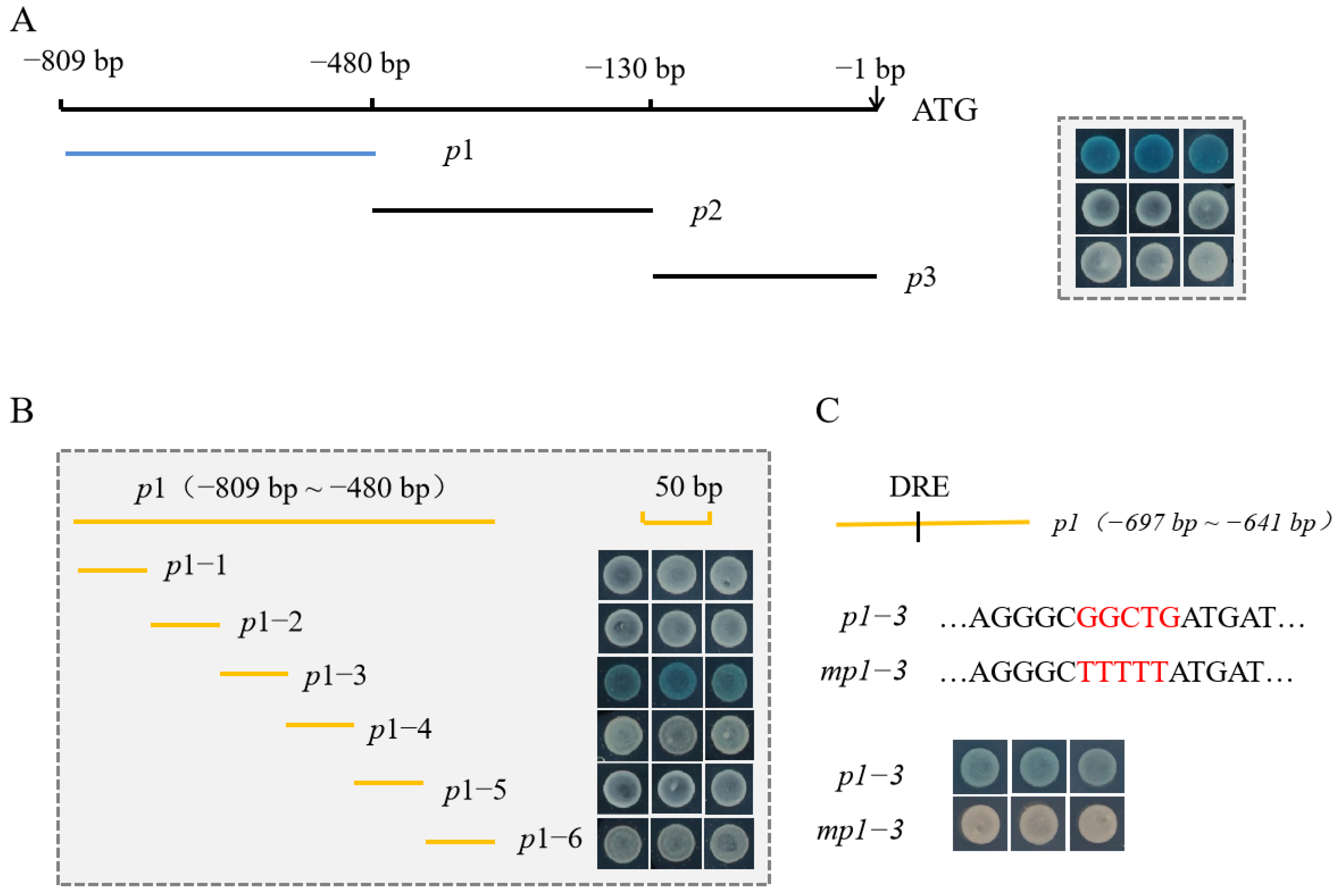 Horticulturae 09 00438 g005 Horticulturae 09 00438 g005