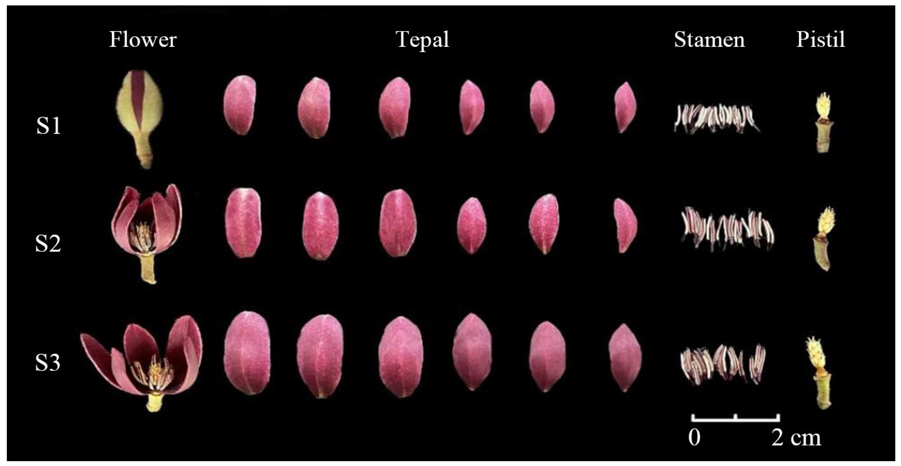 Horticulturae 09 00442 g001 Horticulturae 09 00442 g001