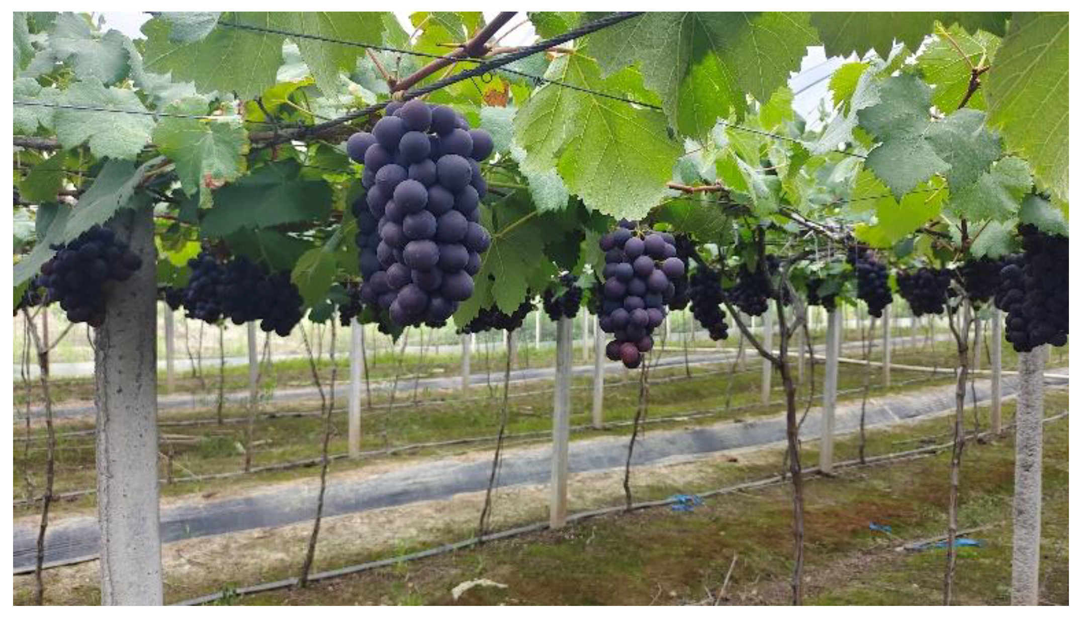 Horticulturae 09 00443 g013