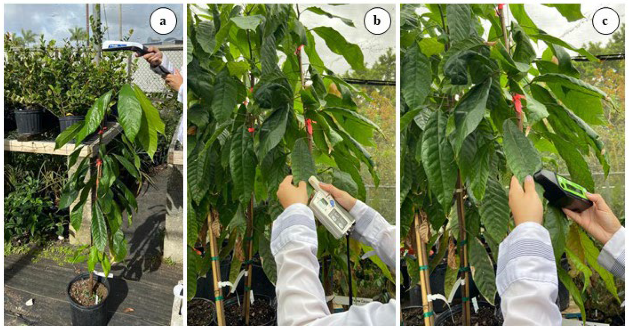 Horticulturae 09 00454 g001