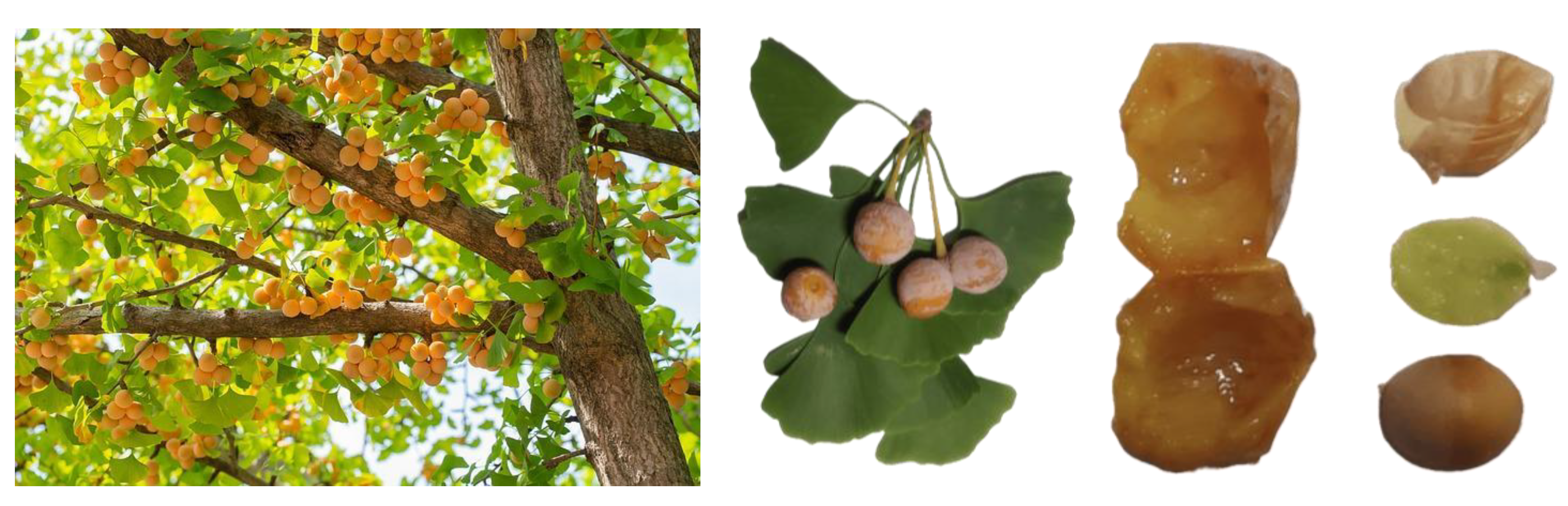 Horticulturae 09 00461 g001 Horticulturae 09 00461 g001