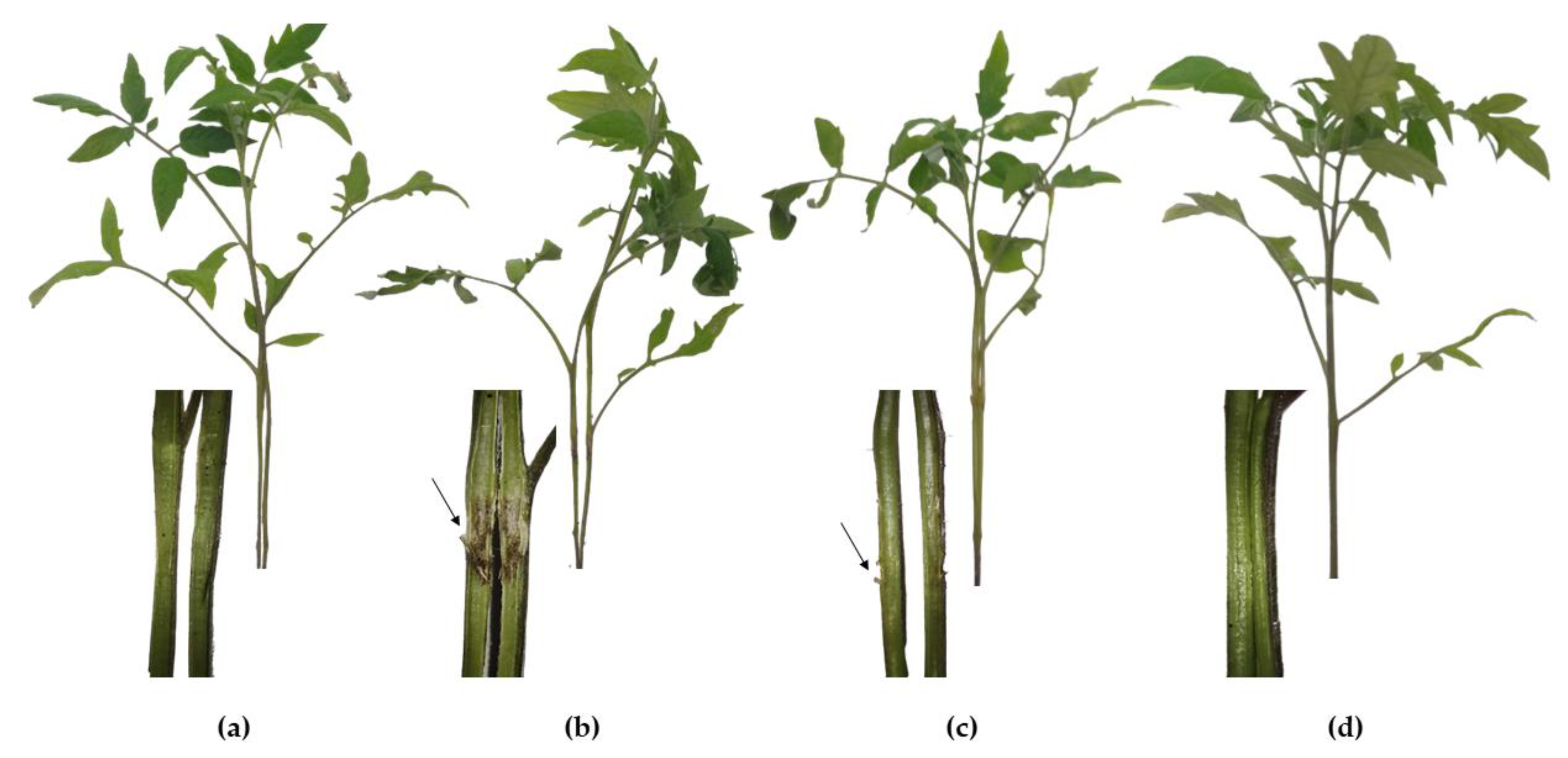 Horticulturae 09 00461 g004 Horticulturae 09 00461 g004