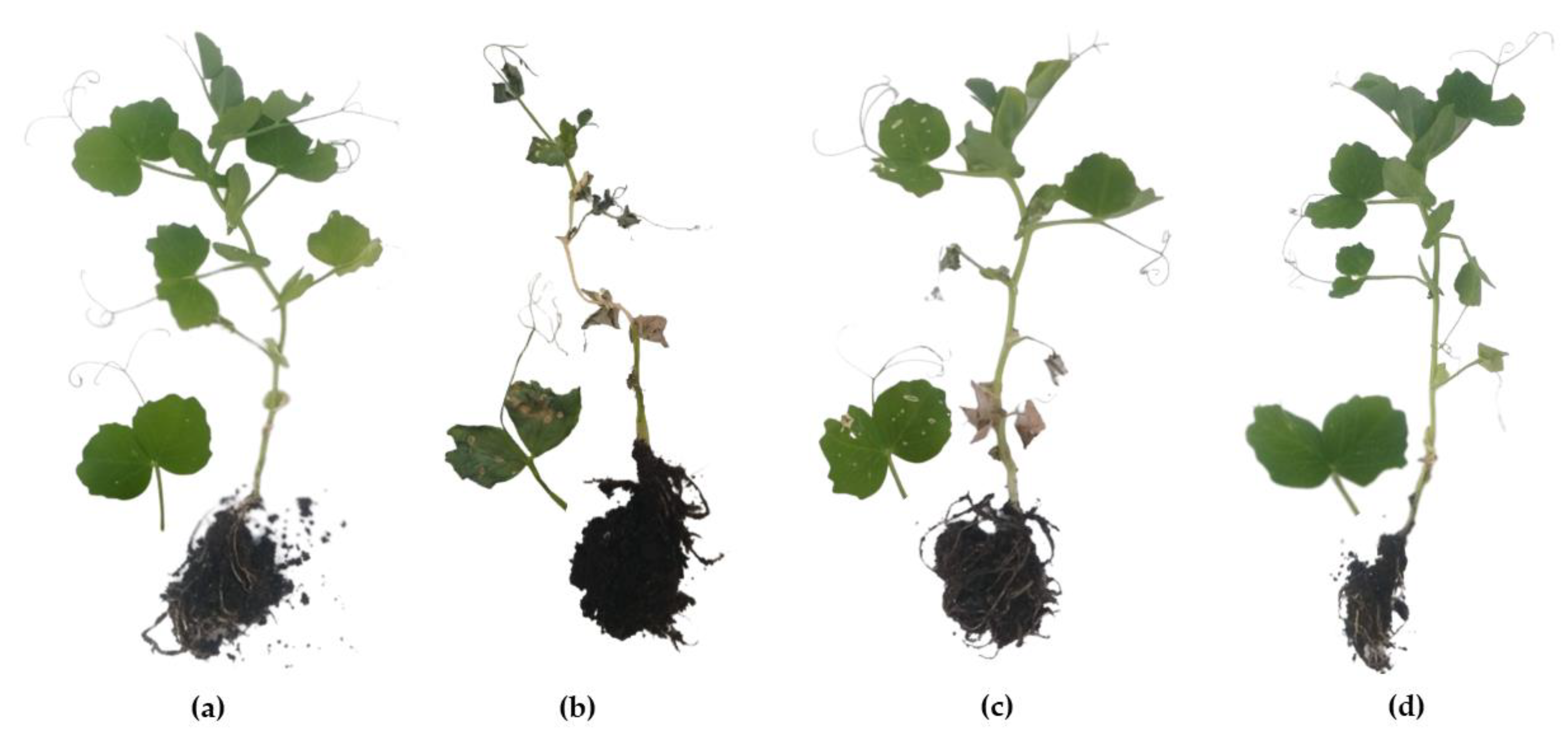 Horticulturae 09 00461 g005 Horticulturae 09 00461 g005