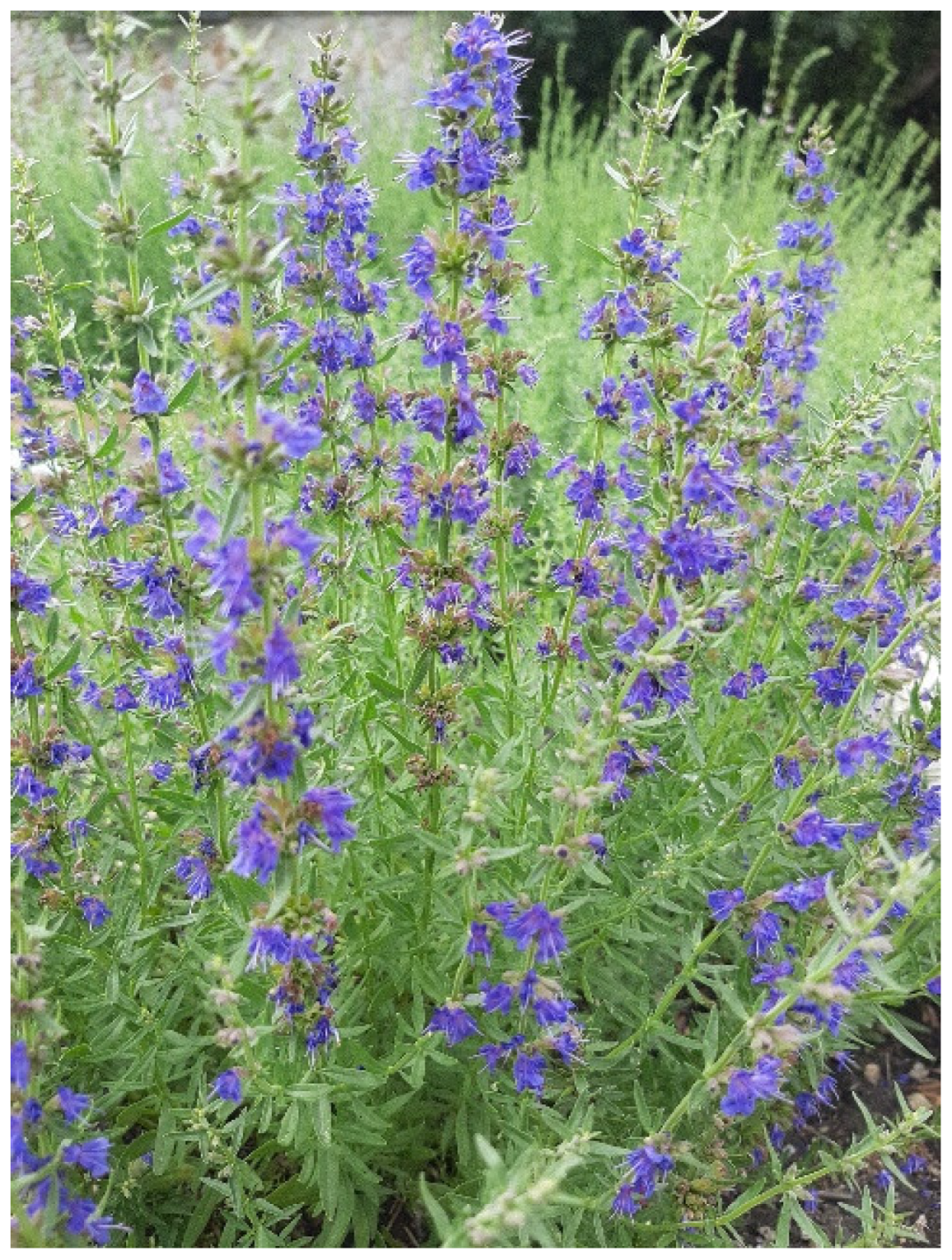 Horticulturae 09 00480 g002 Horticulturae 09 00480 g002