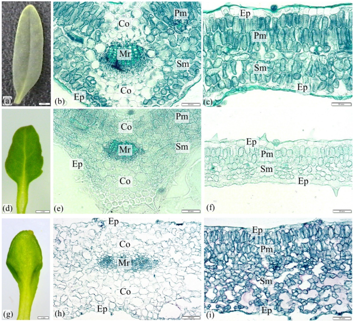 Horticulturae 09 00480 g005 Horticulturae 09 00480 g005