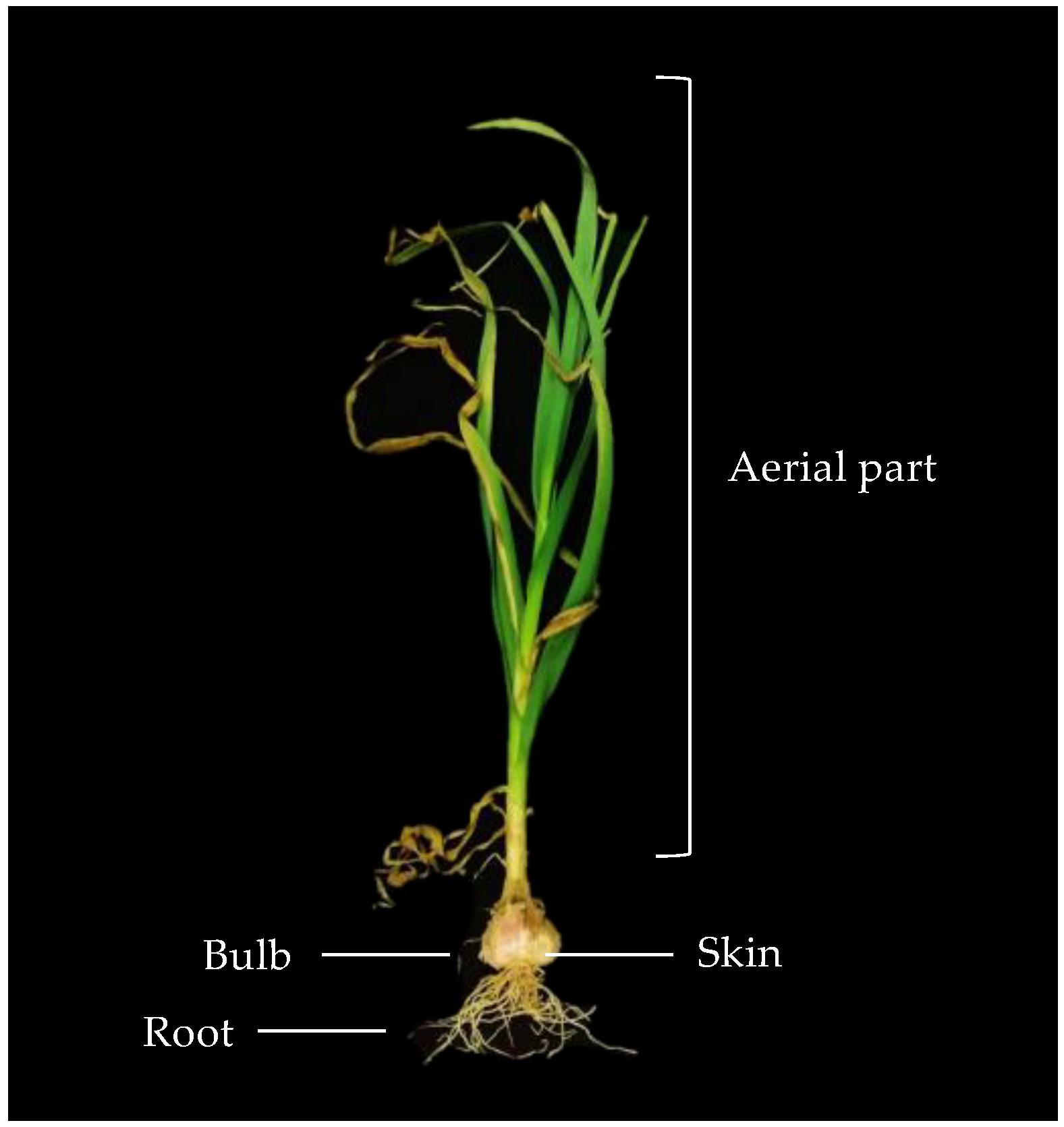 Horticulturae 09 00482 g001 Horticulturae 09 00482 g001