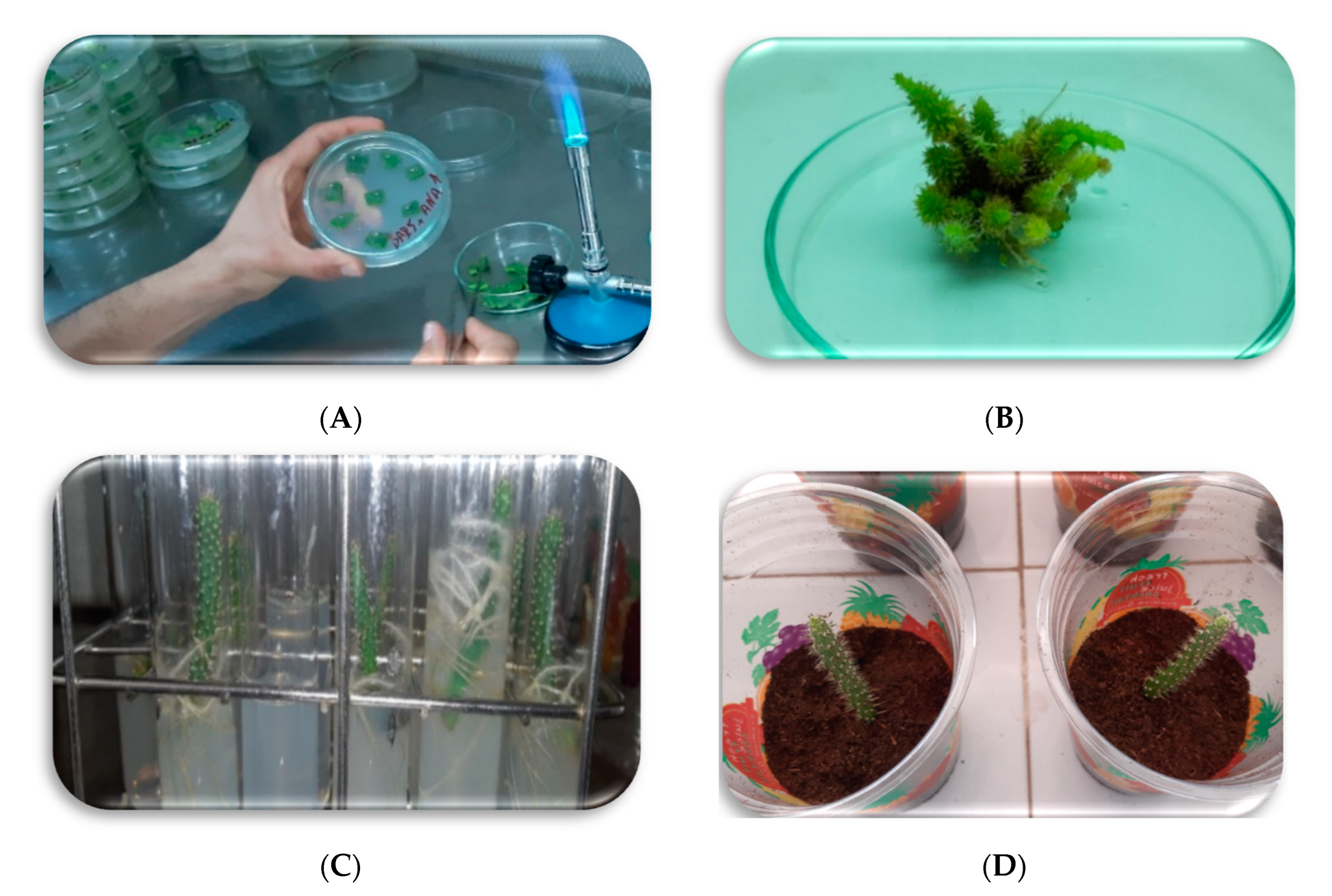 Horticulturae 09 00491 g002