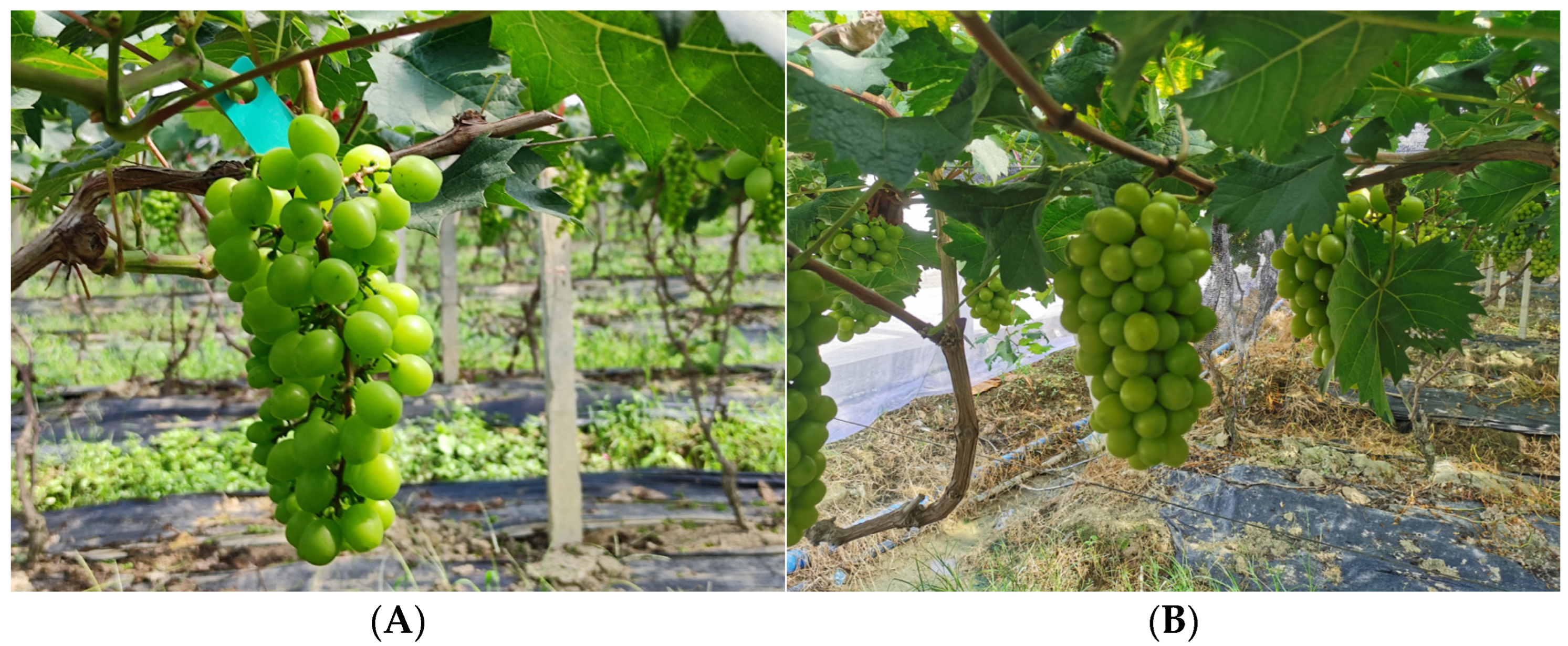 Horticulturae 09 00498 g001 Horticulturae 09 00498 g001