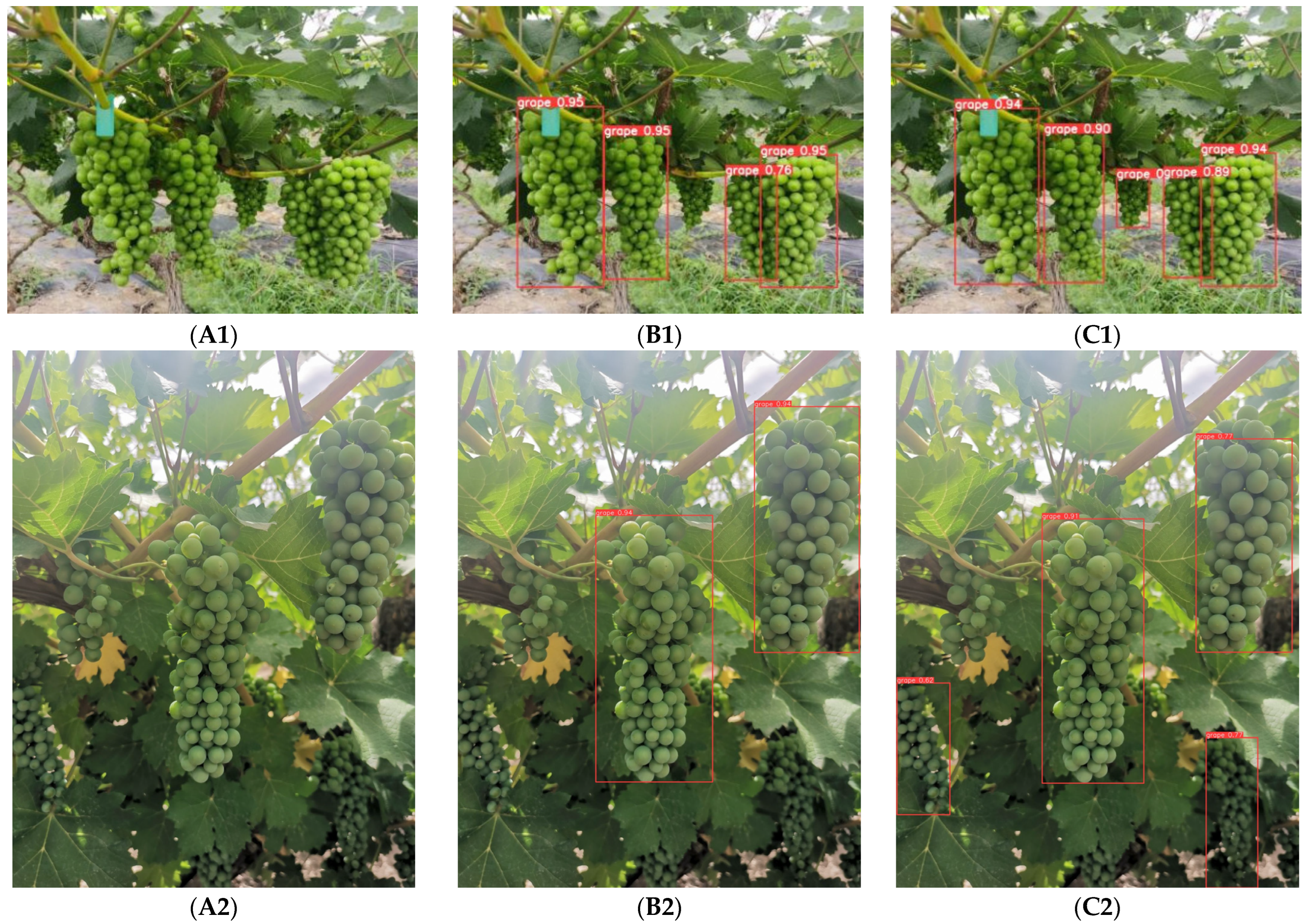 Horticulturae 09 00498 g013 Horticulturae 09 00498 g013
