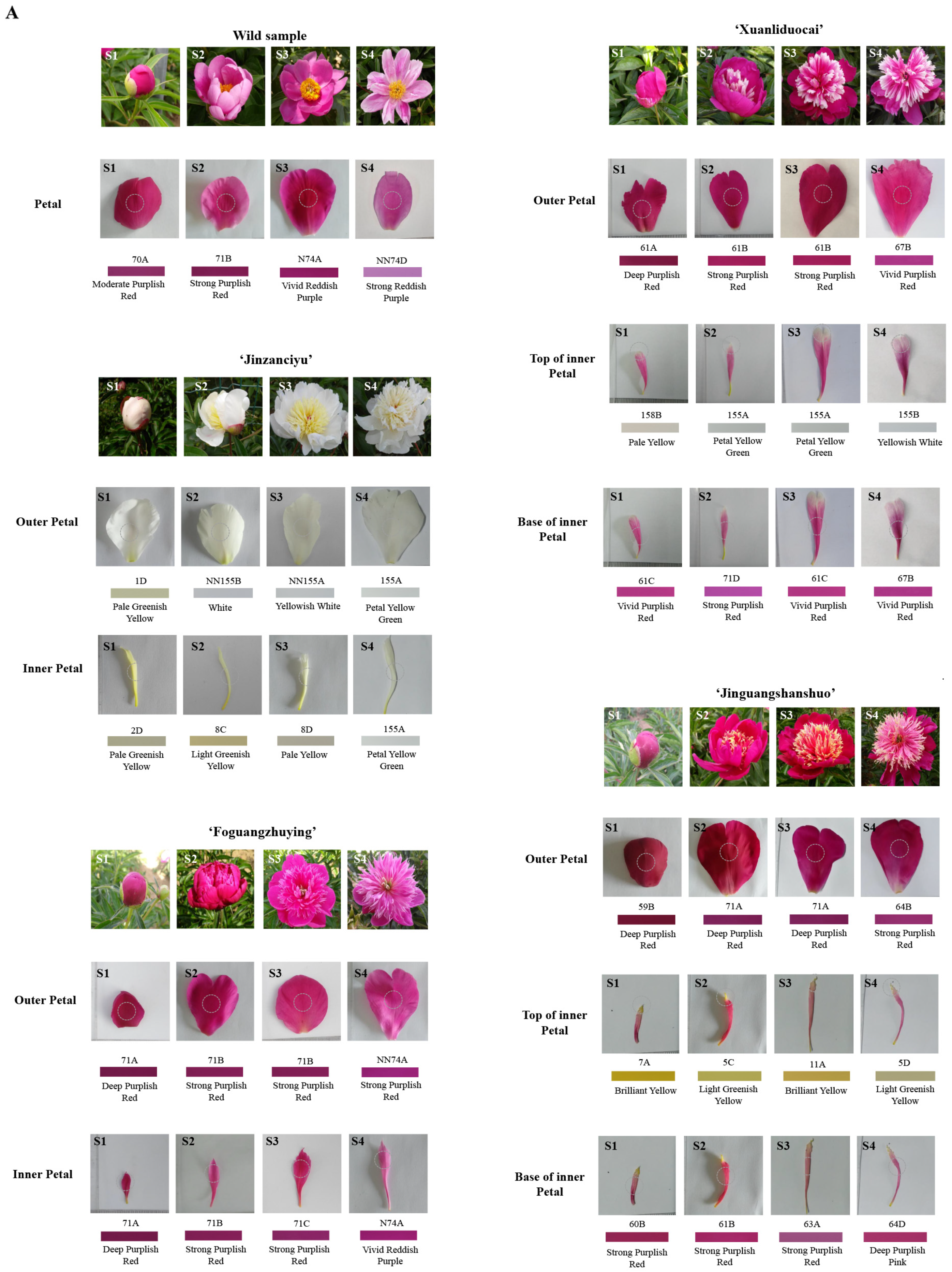 Horticulturae 09 00502 g001a Horticulturae 09 00502 g001a