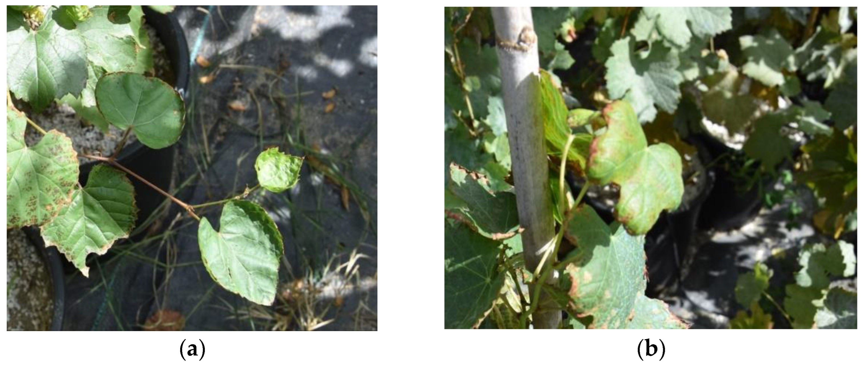 Horticulturae 09 00508 g001 Horticulturae 09 00508 g001