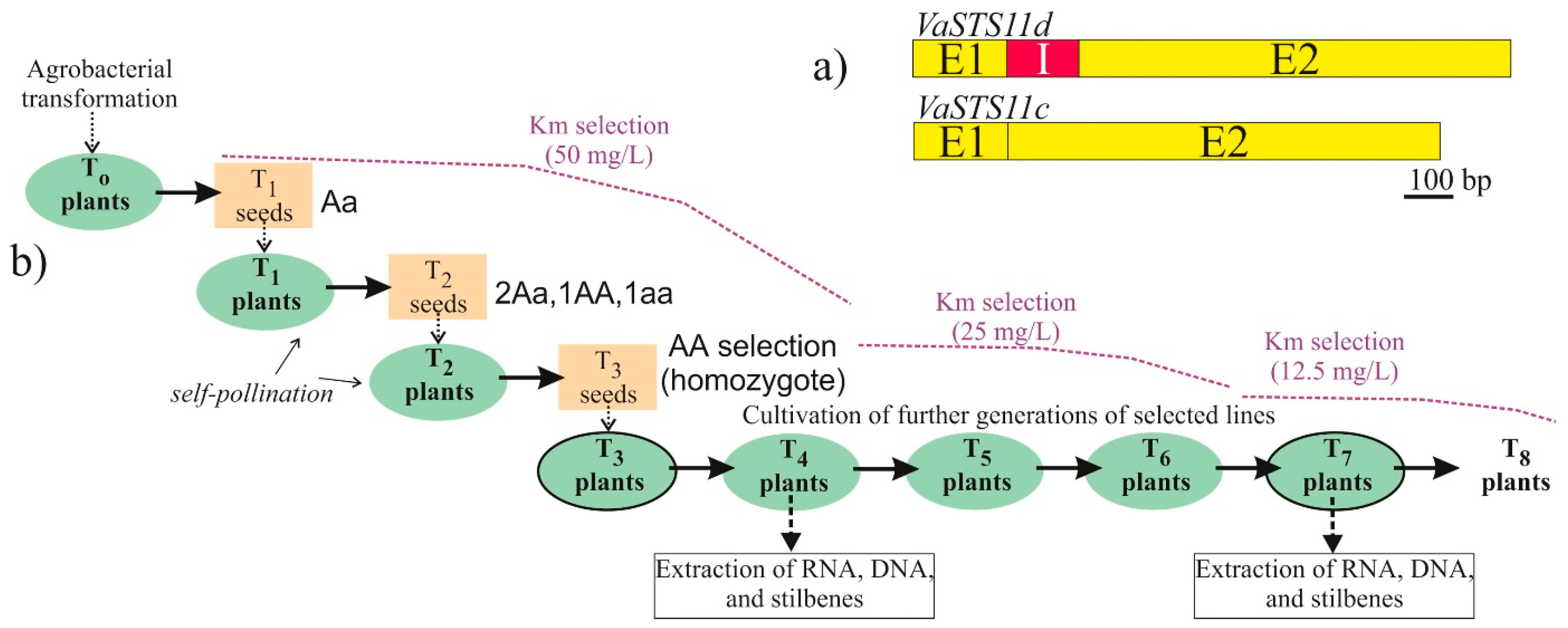 Horticulturae 09 00513 g007 Horticulturae 09 00513 g007