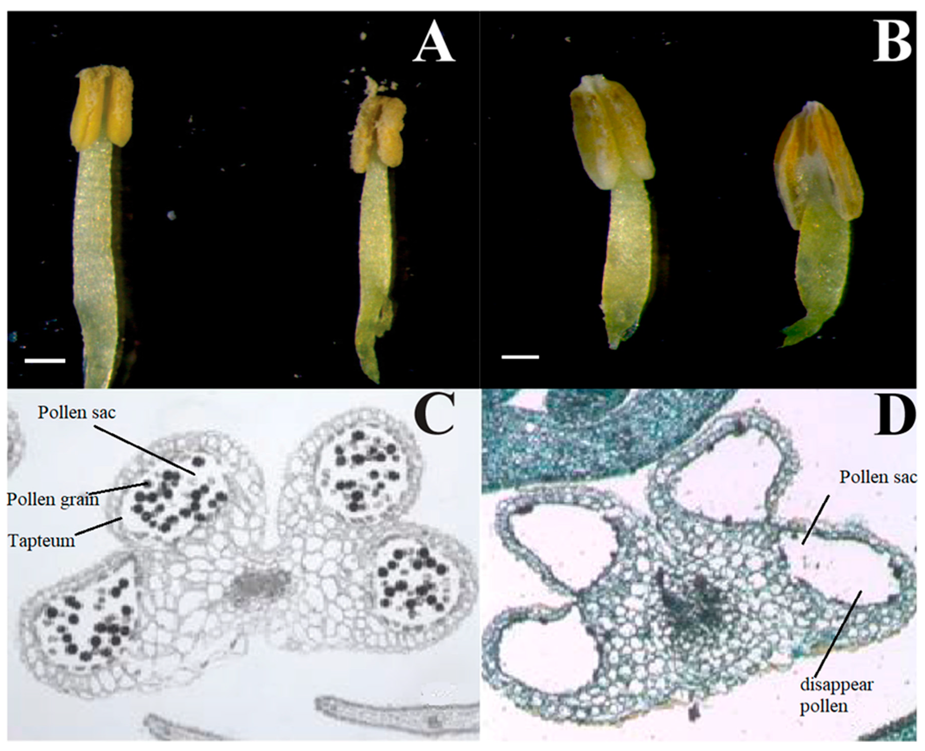 Horticulturae 09 00515 g001
