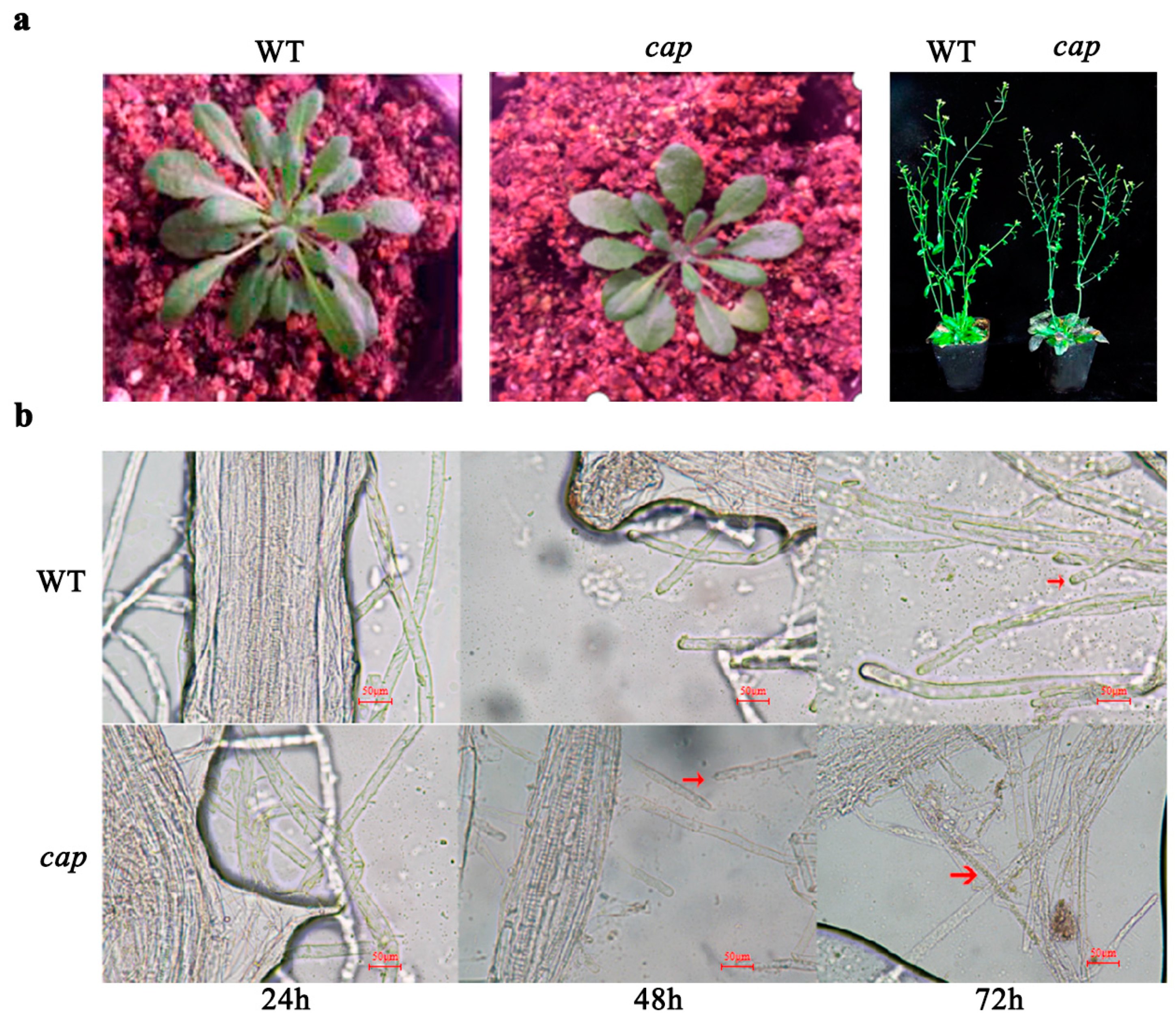 Horticulturae 09 00517 g003 Horticulturae 09 00517 g003