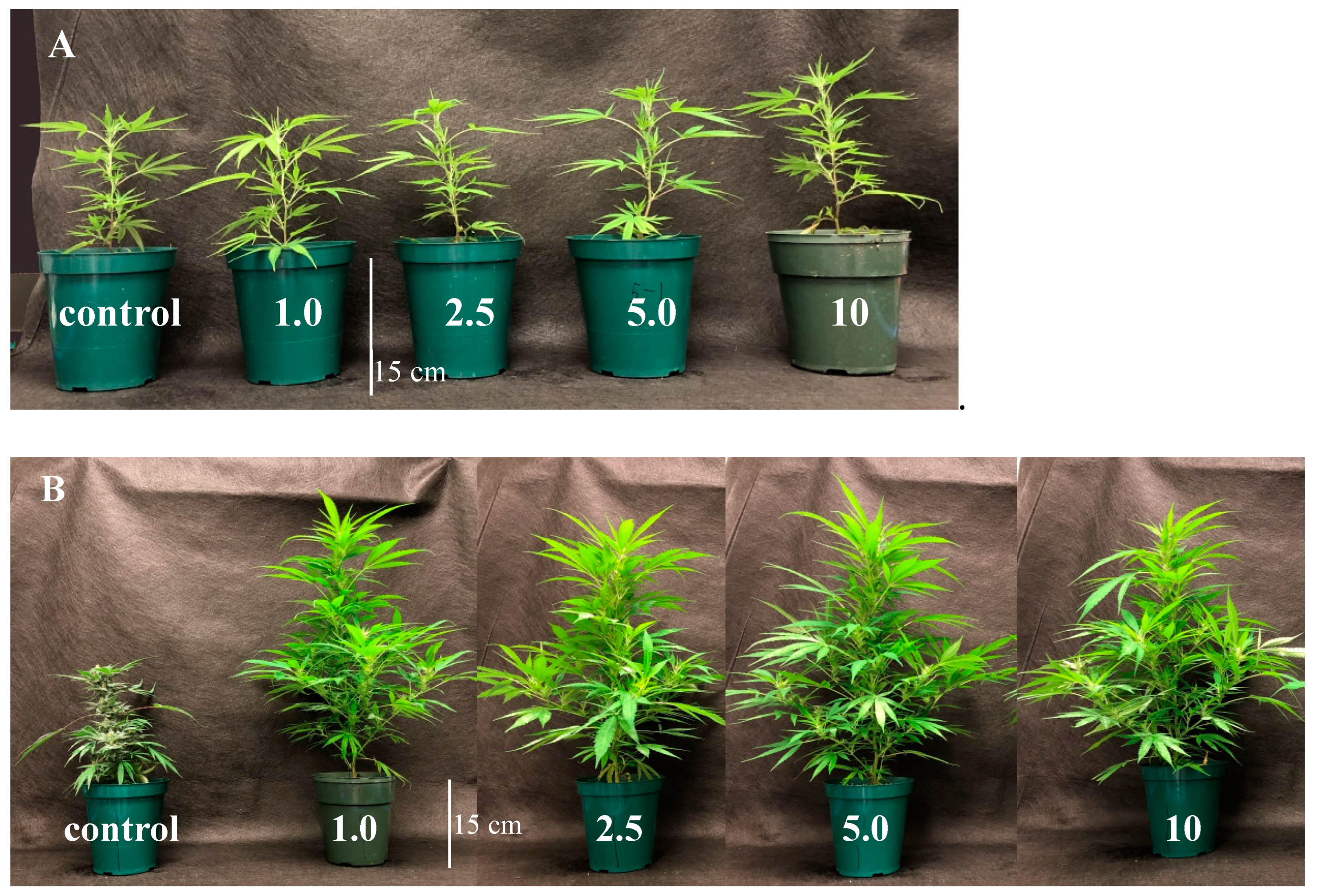 Horticulturae 09 00526 g004 Horticulturae 09 00526 g004