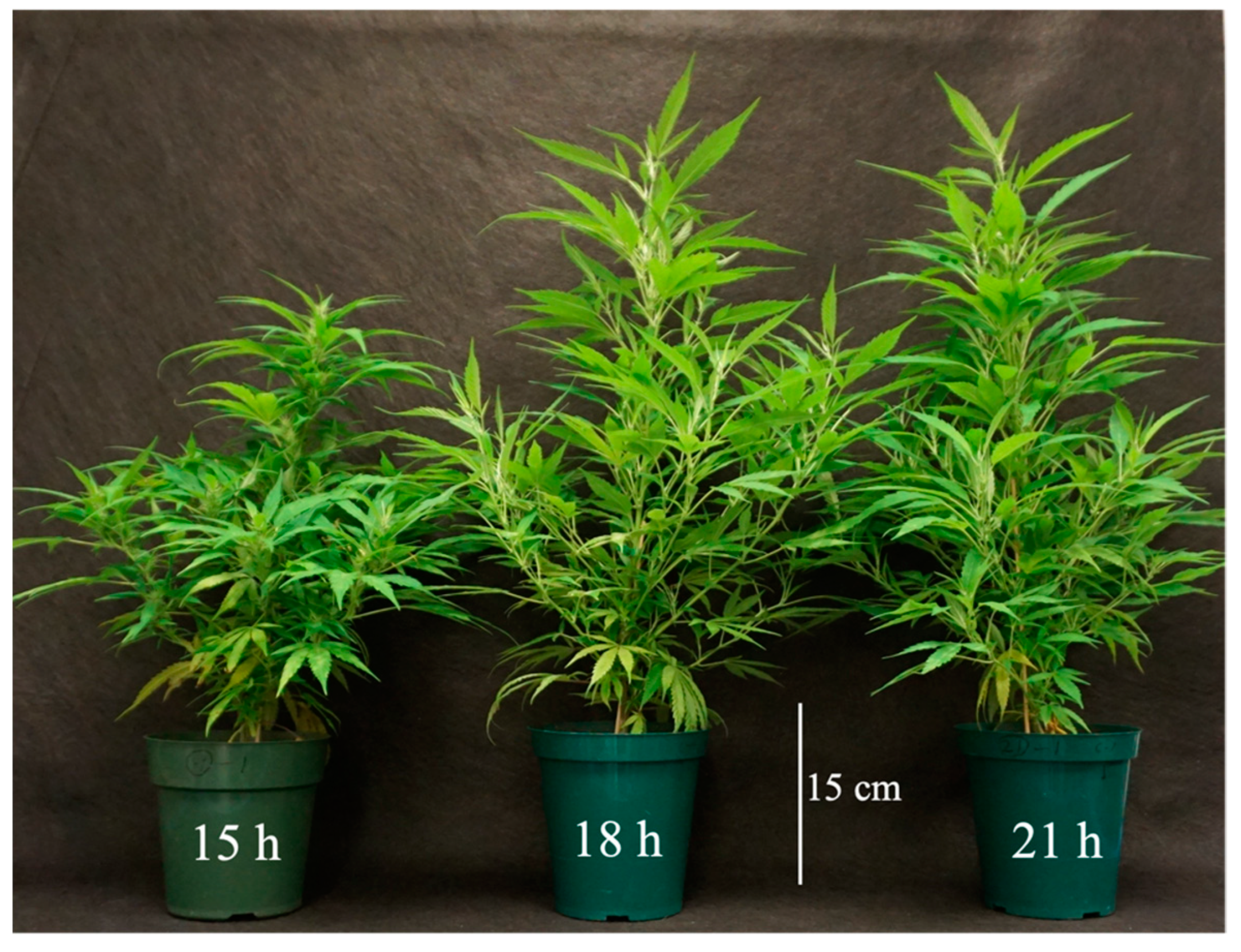 Horticulturae 09 00526 g006 Horticulturae 09 00526 g006