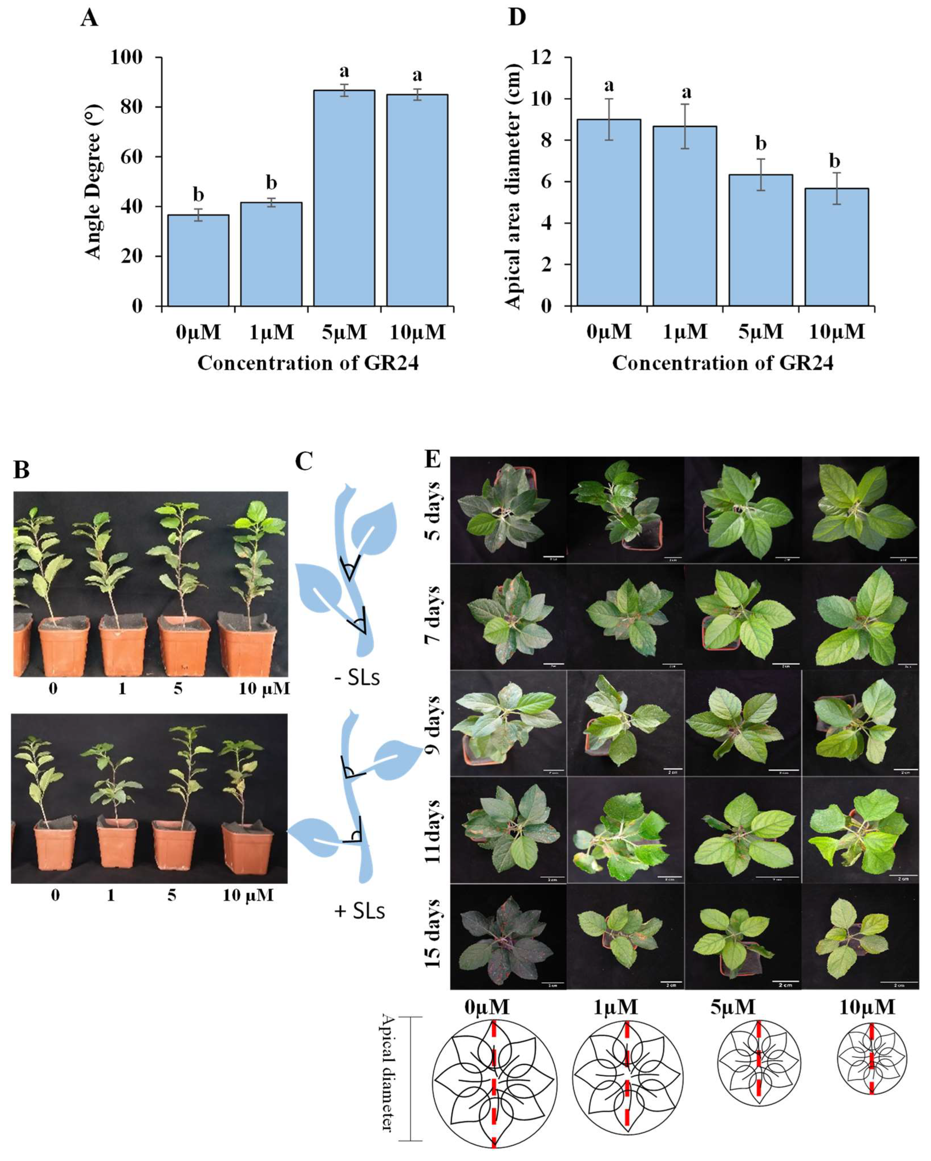 Horticulturae 09 00528 g002 Horticulturae 09 00528 g002