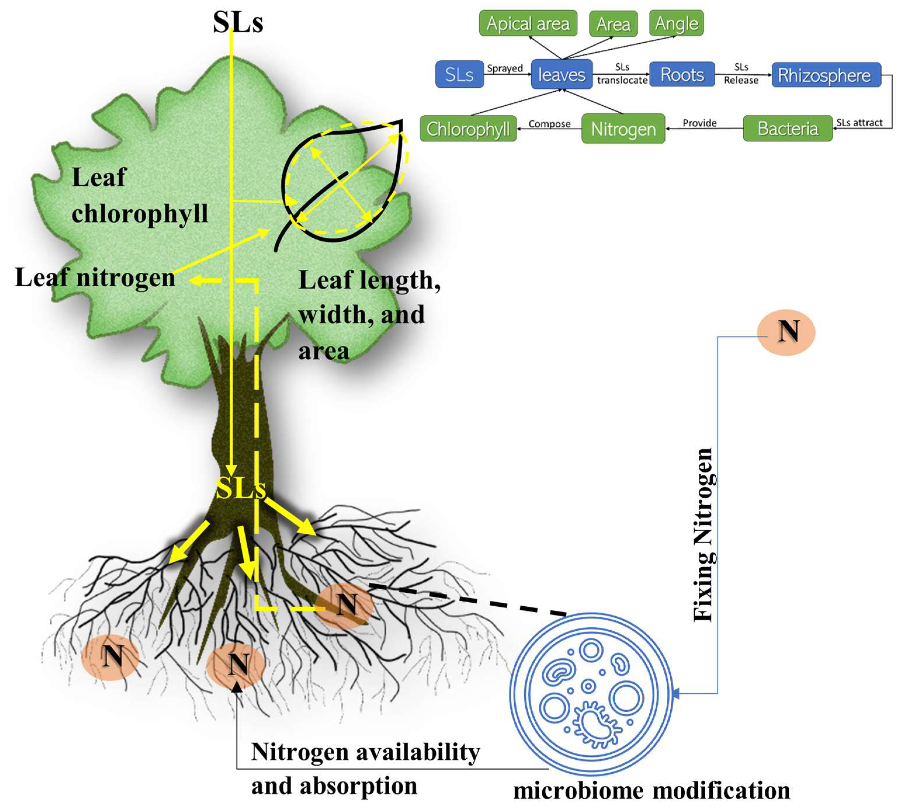 Horticulturae 09 00528 g008 Horticulturae 09 00528 g008