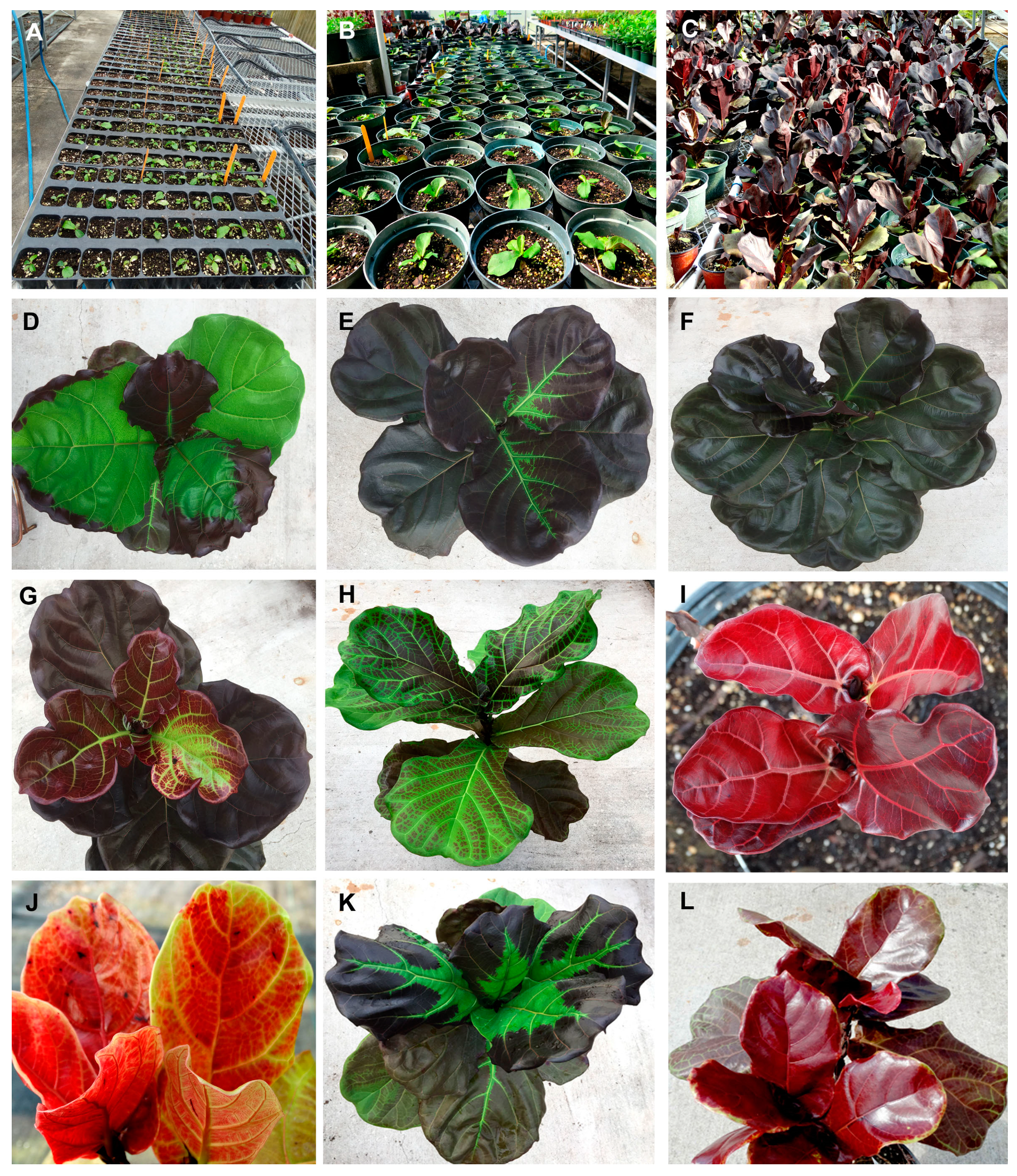 Horticulturae 09 00530 g002 Horticulturae 09 00530 g002