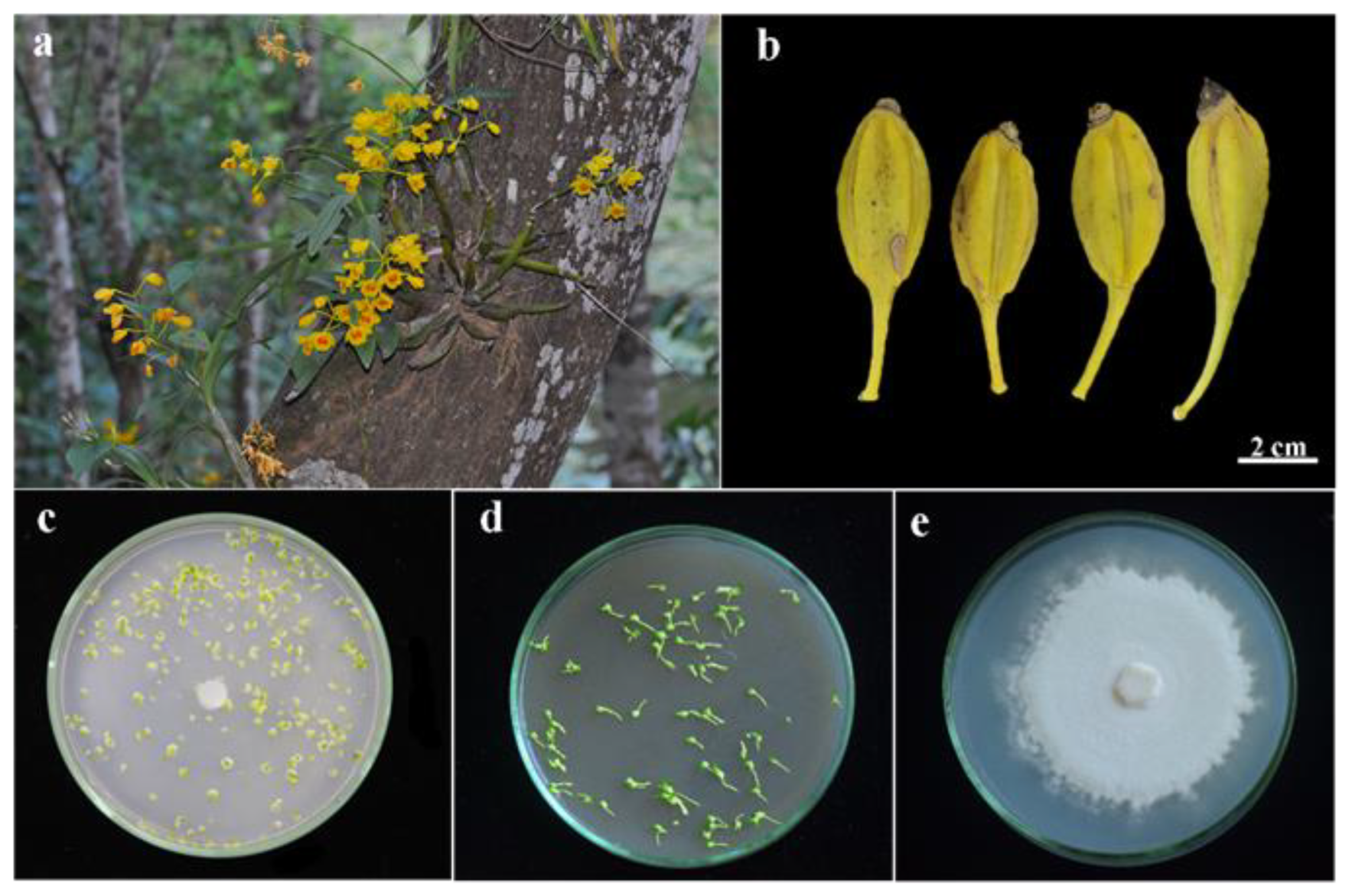 Horticulturae 09 00531 g001 Horticulturae 09 00531 g001