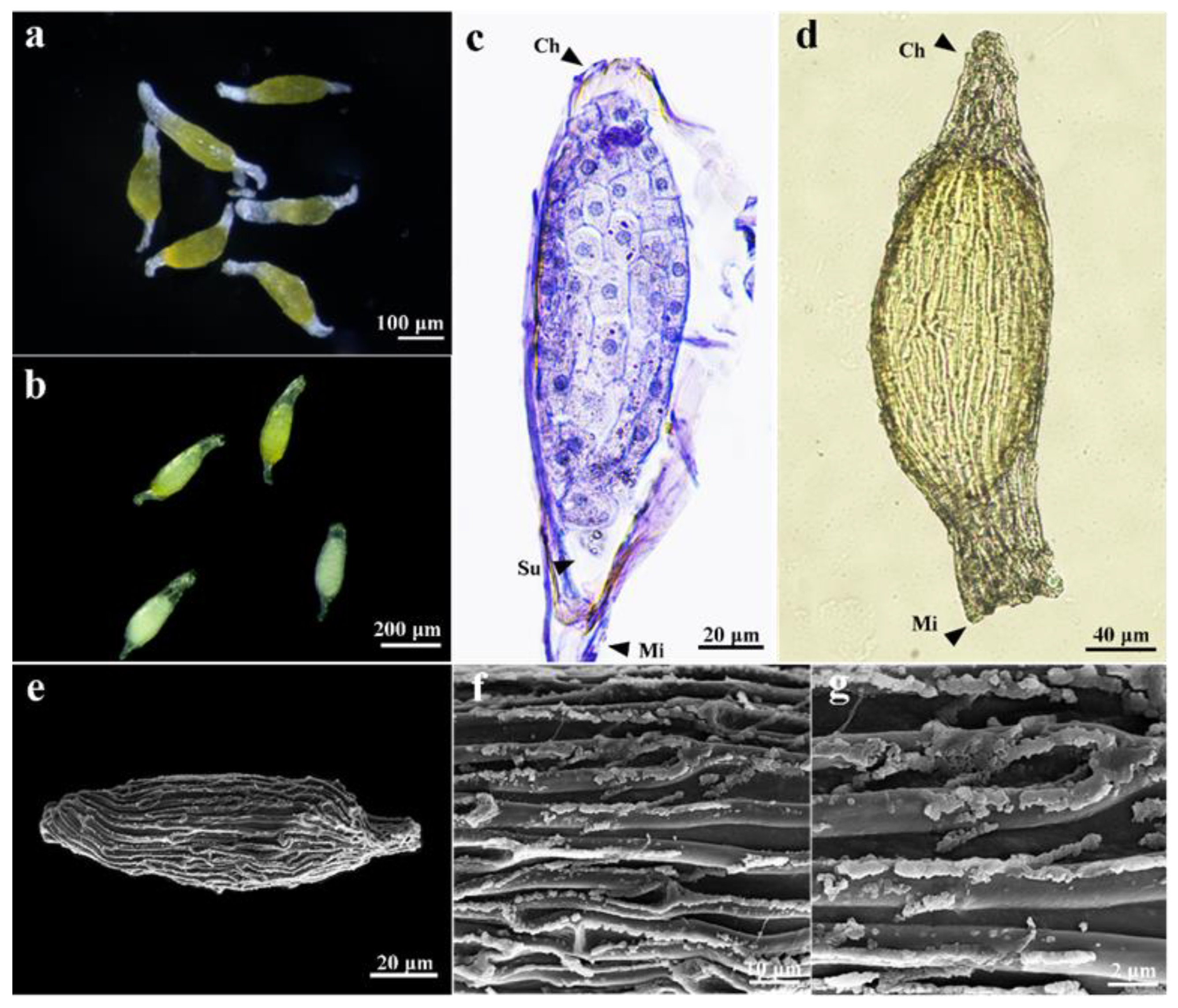 Horticulturae 09 00531 g002 Horticulturae 09 00531 g002