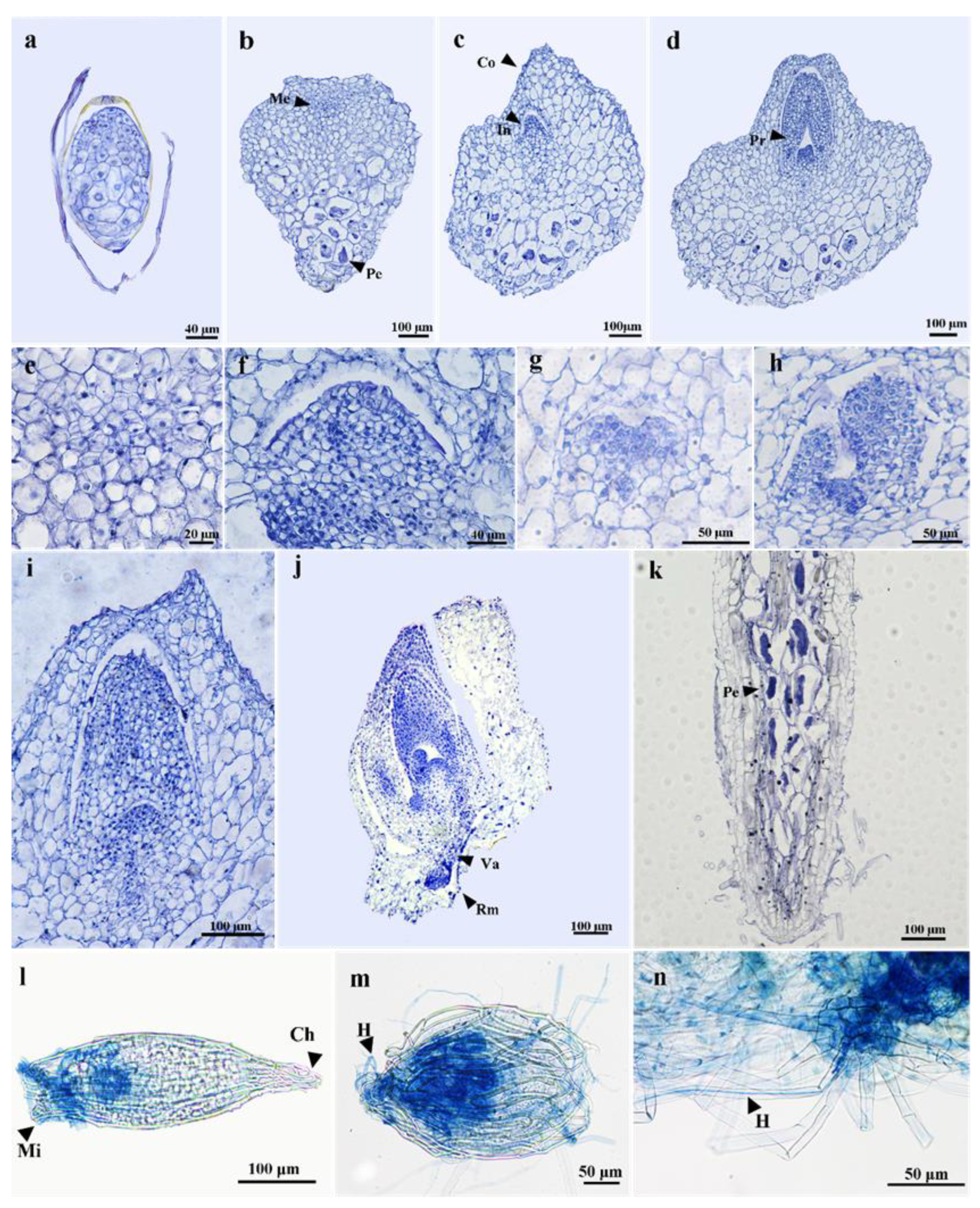 Horticulturae 09 00531 g004 Horticulturae 09 00531 g004