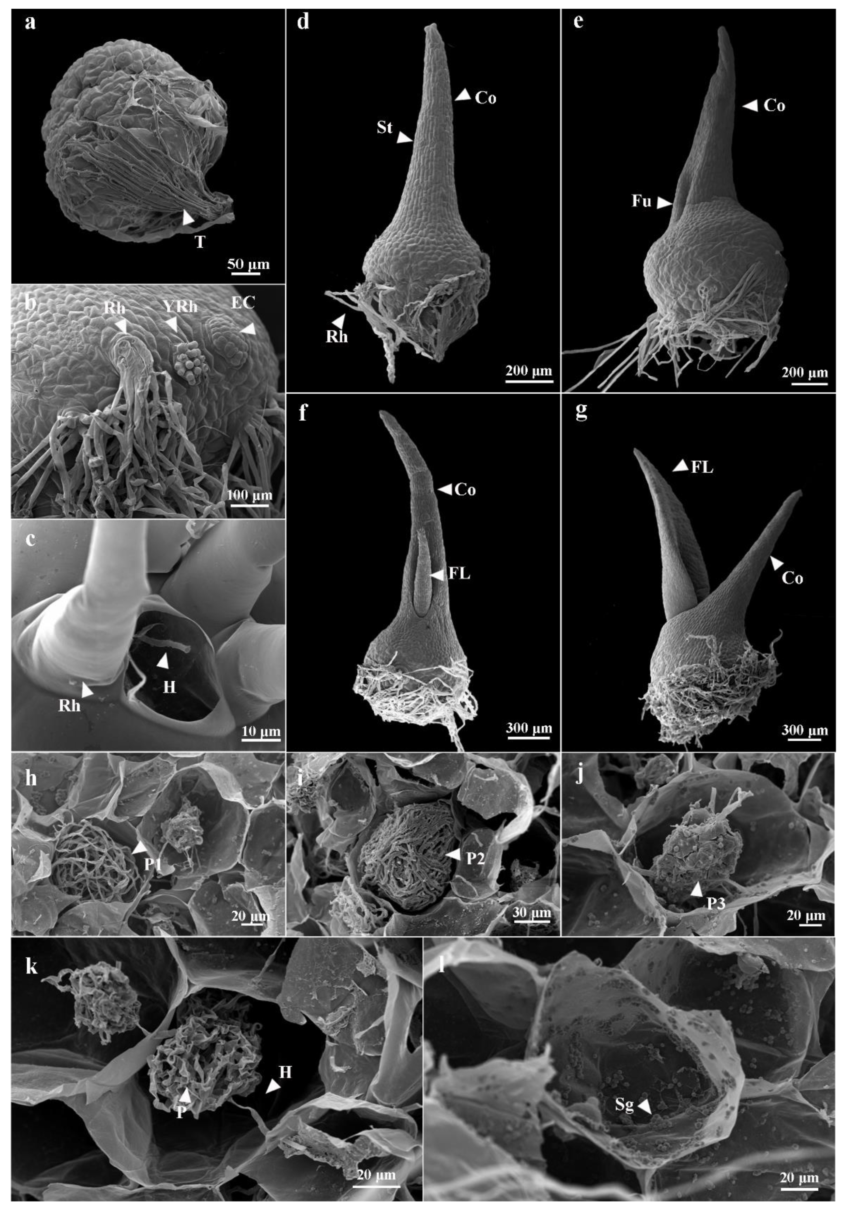 Horticulturae 09 00531 g005 Horticulturae 09 00531 g005