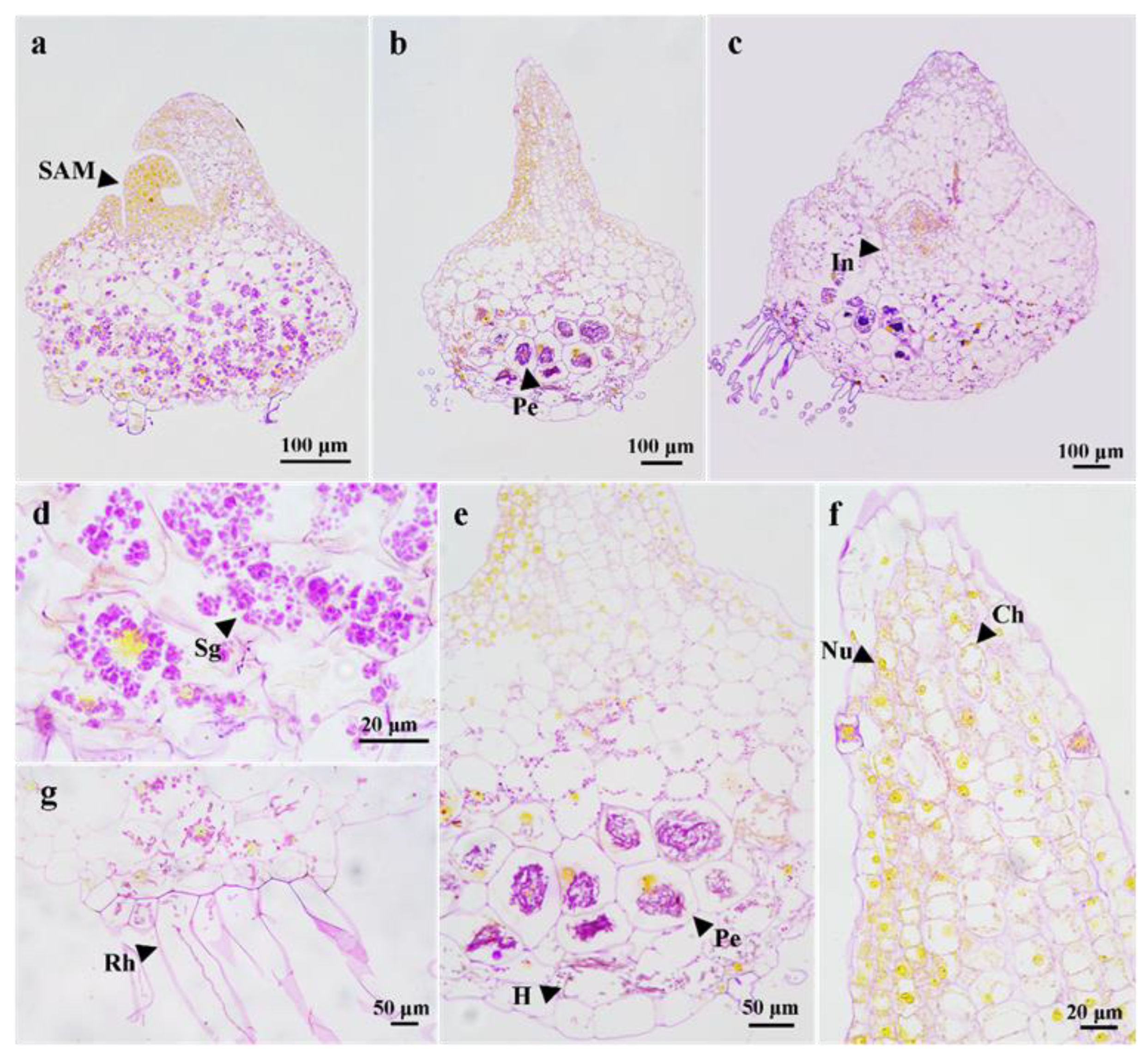 Horticulturae 09 00531 g006 Horticulturae 09 00531 g006