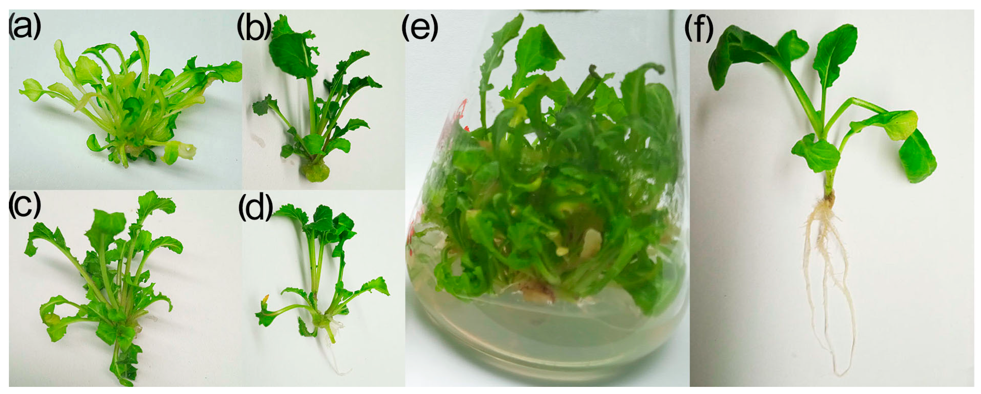 Horticulturae 09 00533 g002 Horticulturae 09 00533 g002