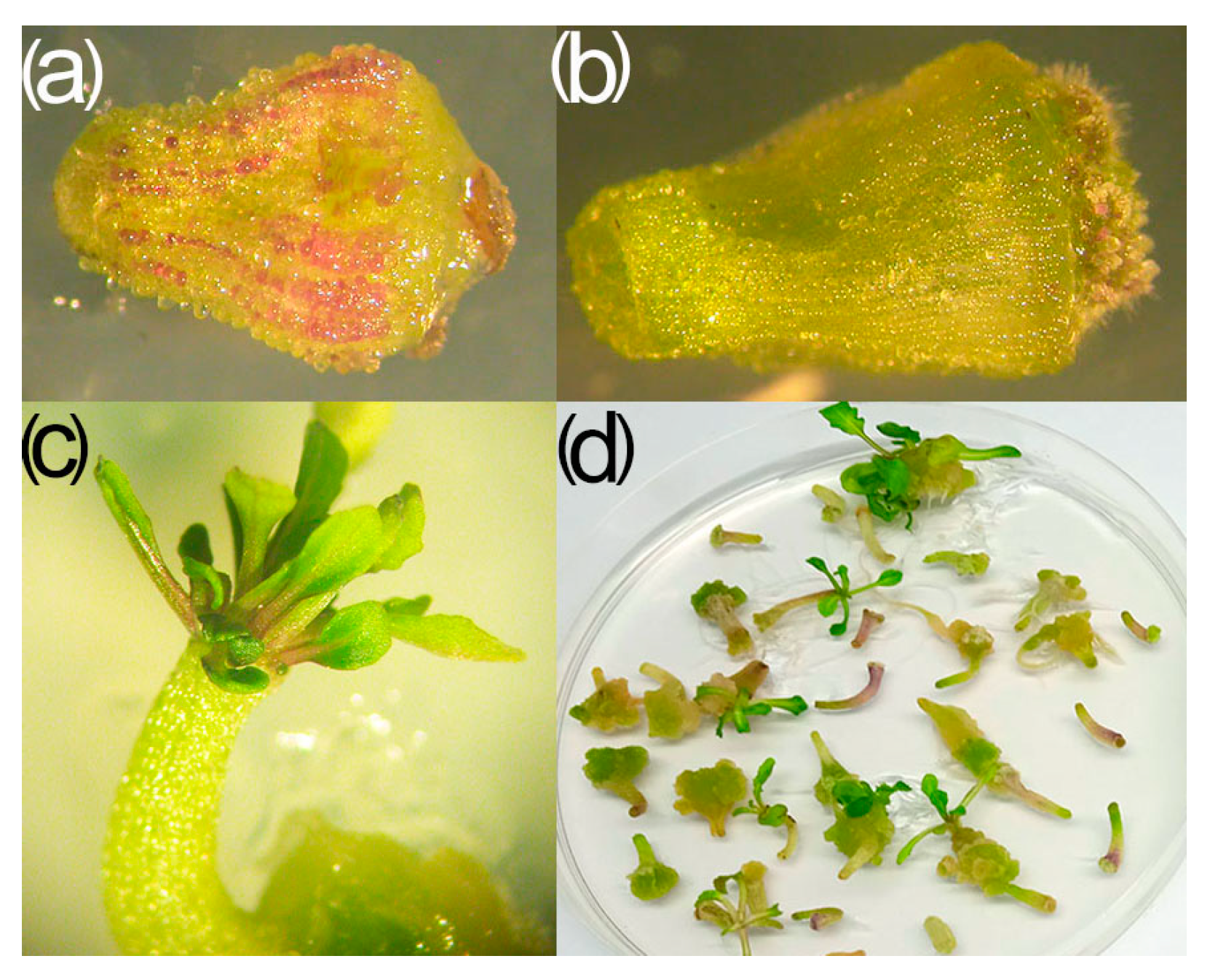 Horticulturae 09 00533 g004 Horticulturae 09 00533 g004