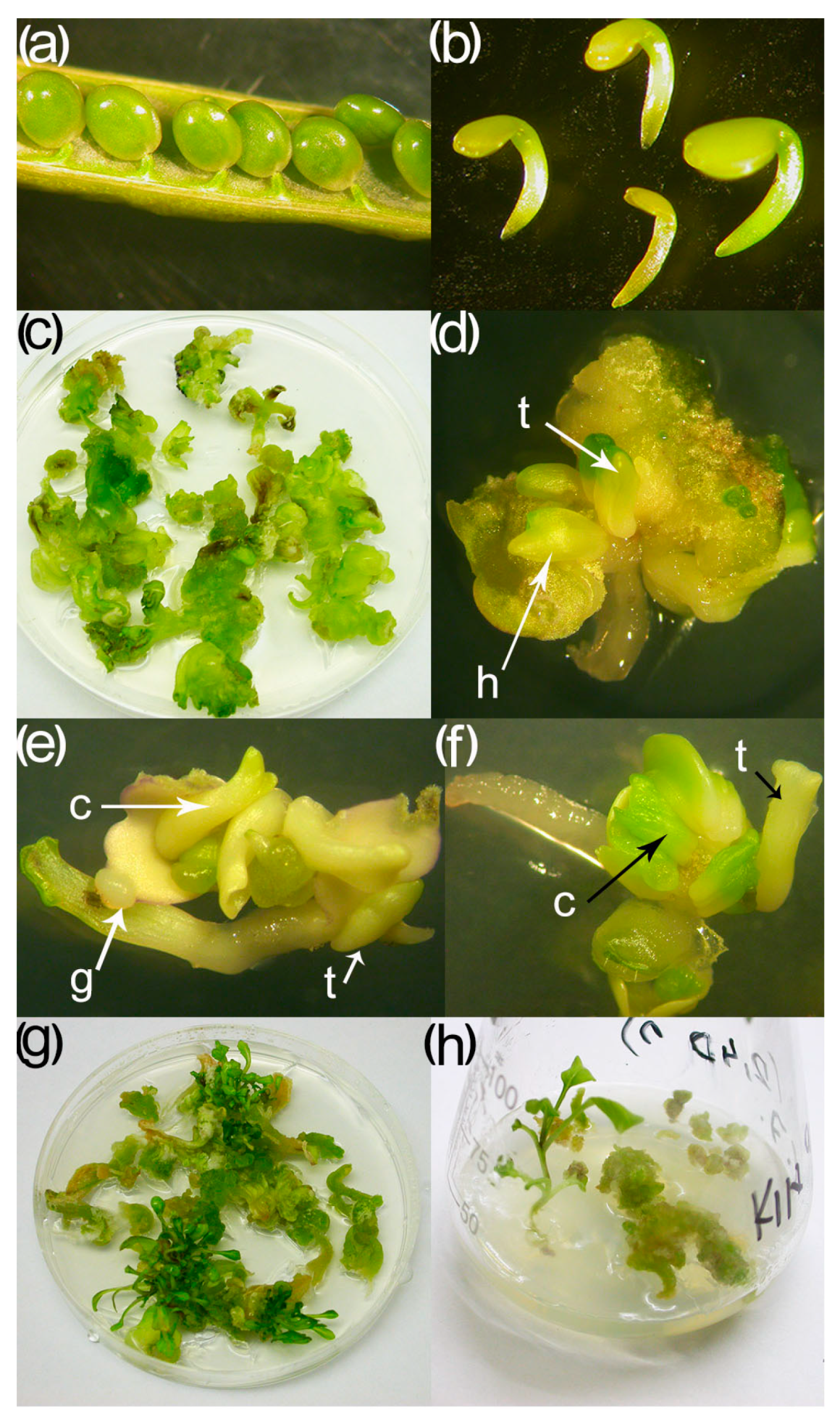 Horticulturae 09 00533 g005 Horticulturae 09 00533 g005