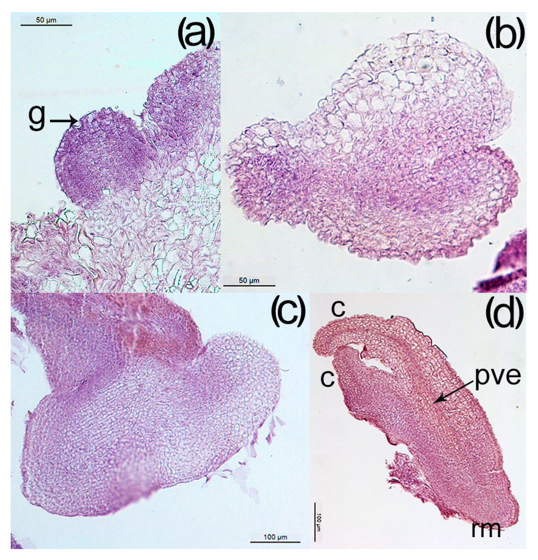 Horticulturae 09 00533 g006 Horticulturae 09 00533 g006
